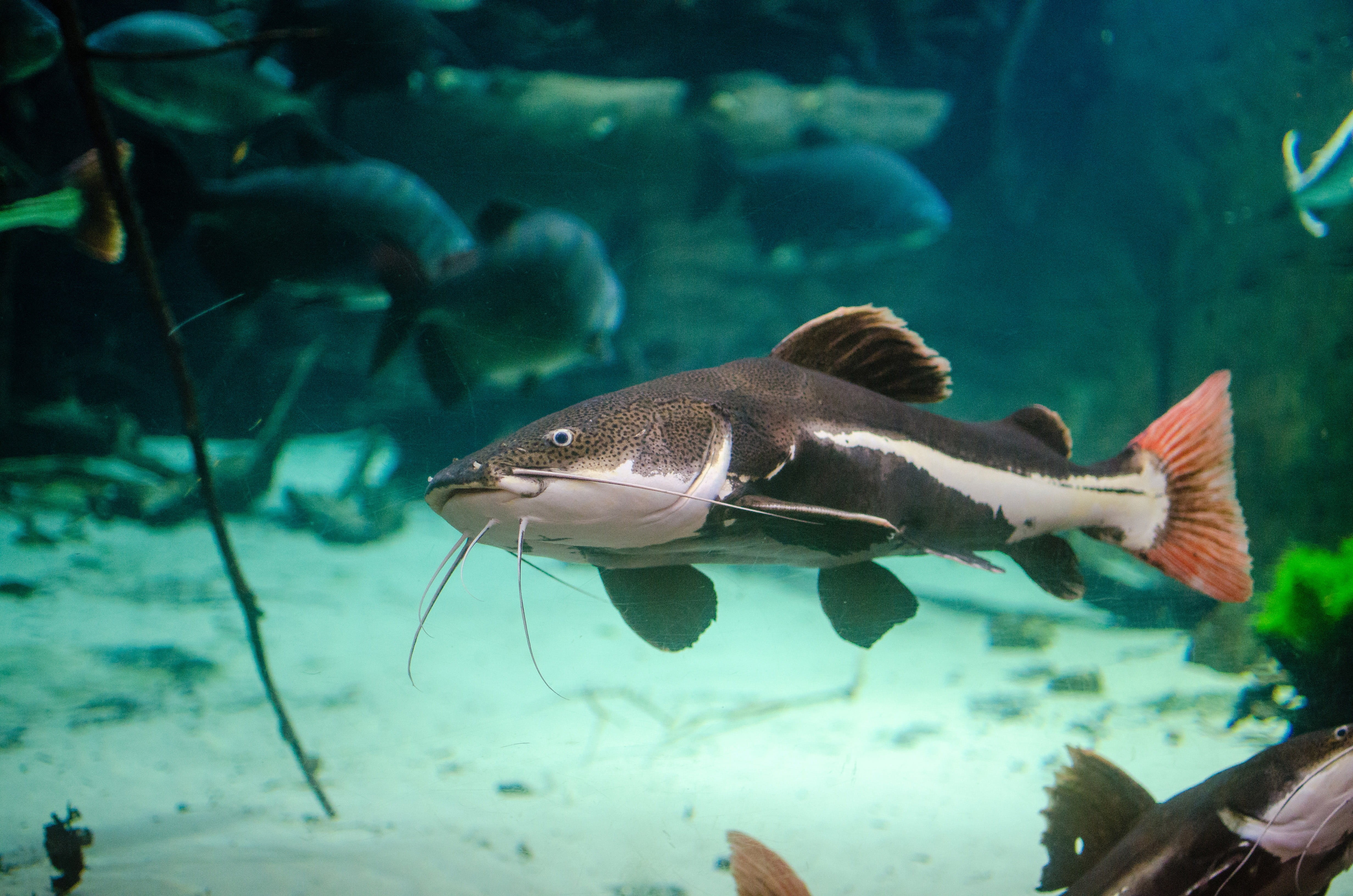 animal themes, reef, sea Life, aquatic, water, animals in the wild, sea, tailed, Phractocephalus hemioliopterus, red, animal wildlife, animal, scuba Diving, HD Wallpaper
