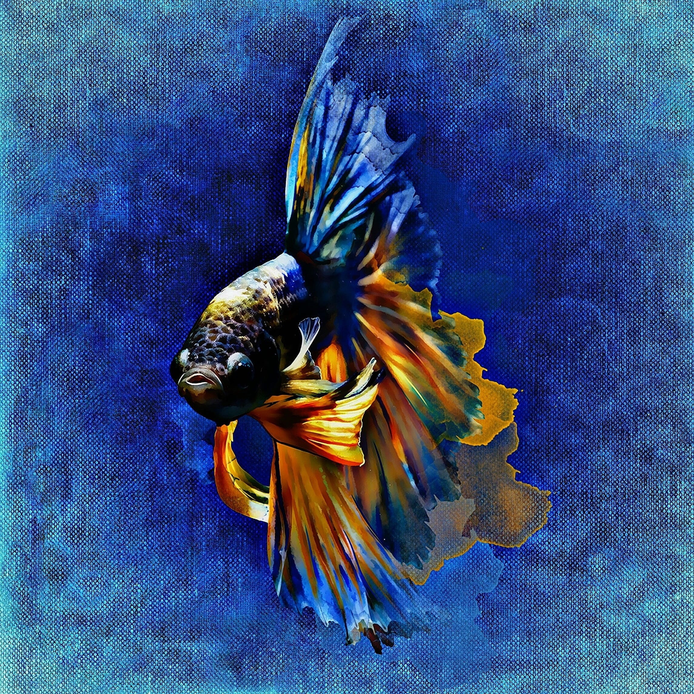 underwater, no people, insect, multi Colored, fighting fish, pollination, nature, colorful, animal, flower, painting, flower head, marine, fighting, close-up, Phone HD Wallpaper