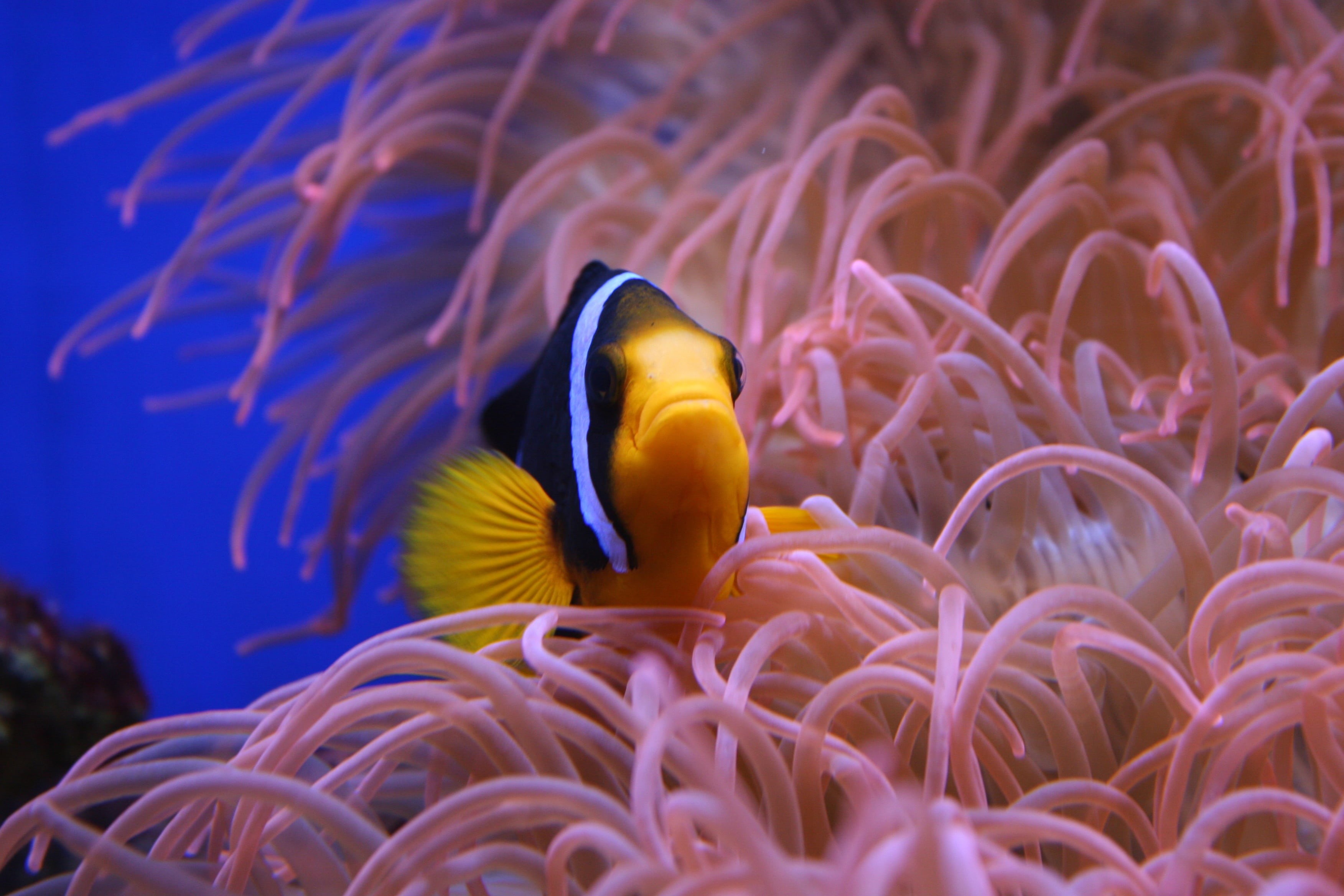 animal wildlife, clown fish, yellow, animal, fish, life, coral, undersea, underwater, one animal, nemo, black, 2K, animals in the wild, water, nature, HD Wallpaper