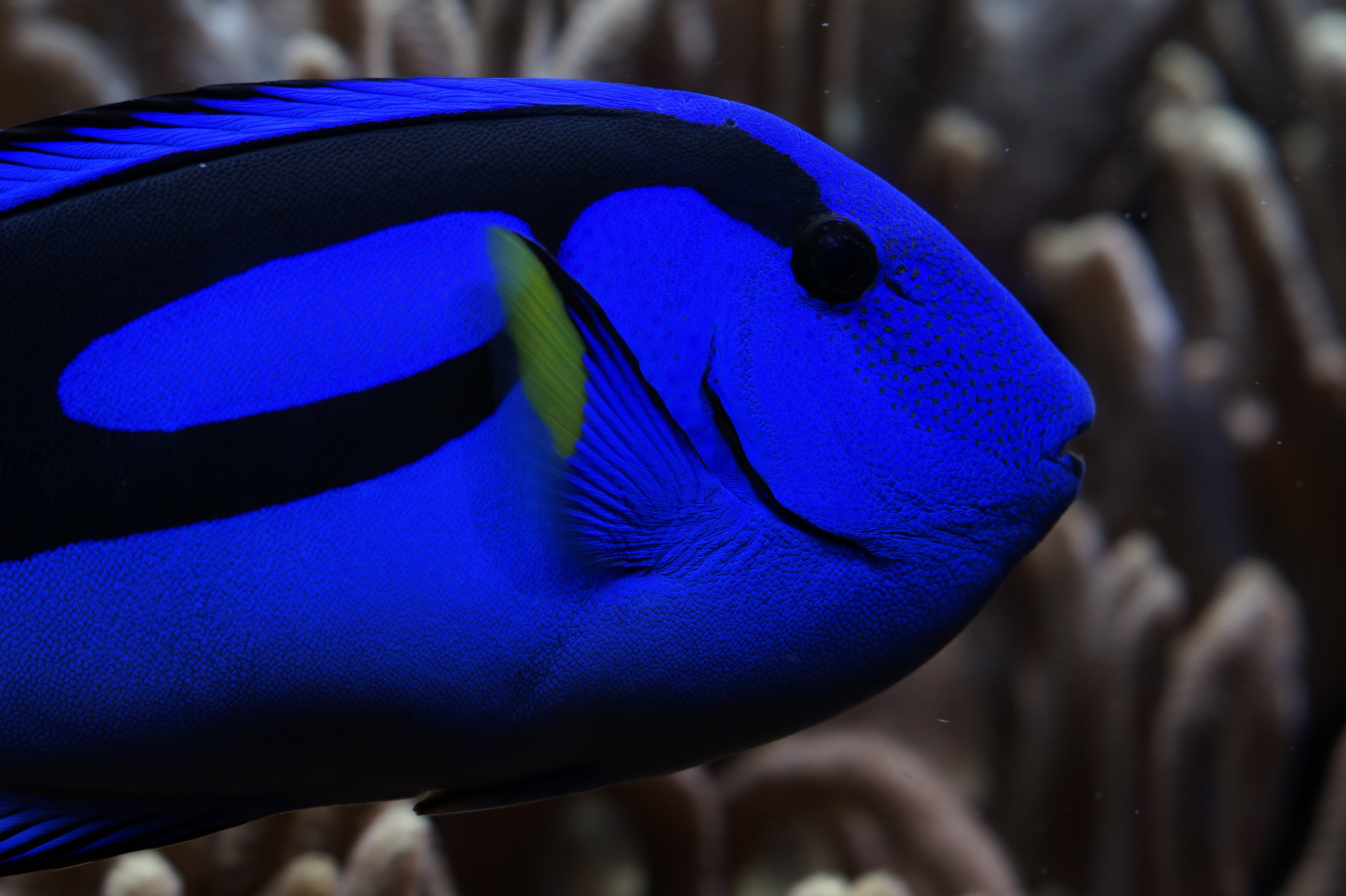 animals in the wild, underwater world, water creature, sea life, purple, reef, one animal, no people, palette surgeonfish, fish, underwater, head, sea animal, HD Wallpaper