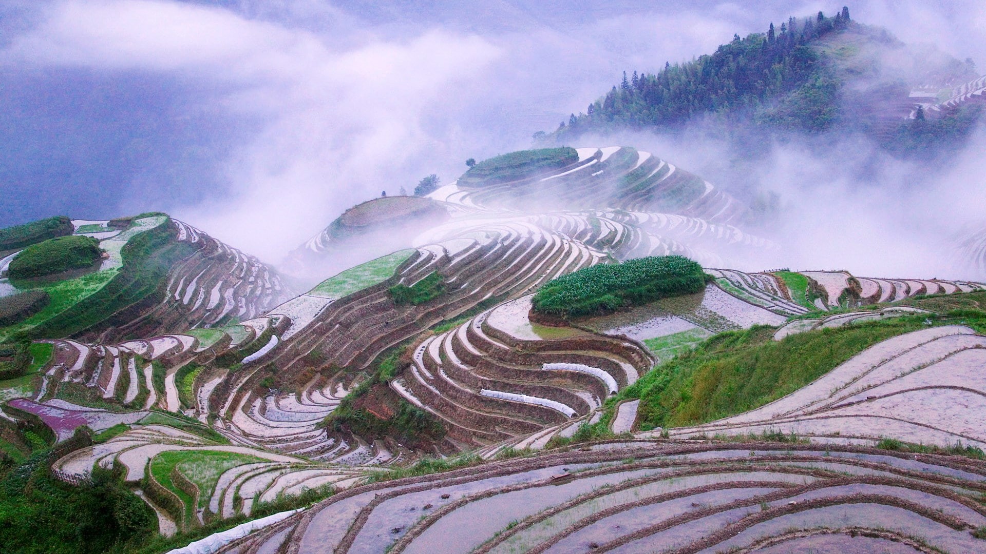 scenics - nature, plant, beauty in nature, no people, outdoors, agriculture, 1080P, environment, terraced field, tranquility, growth, field, fog, terrace, HD Wallpaper