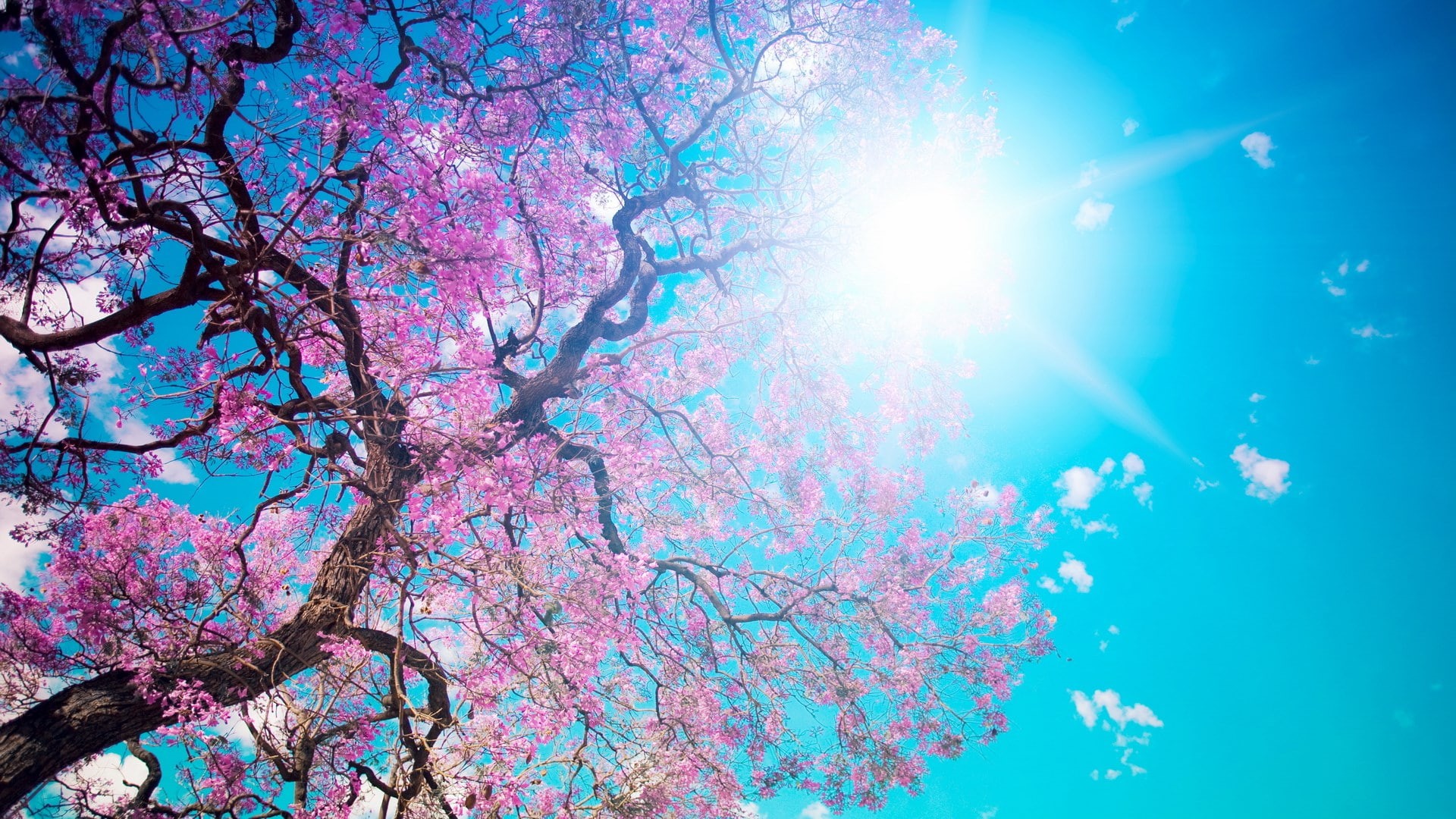 springtime, day, beauty in nature, freshness, flower, outdoors, sky, hd image of nature for pc 1920x1080, branch, tree, plant, 1080P, lens flare, sunbeam, HD Wallpaper