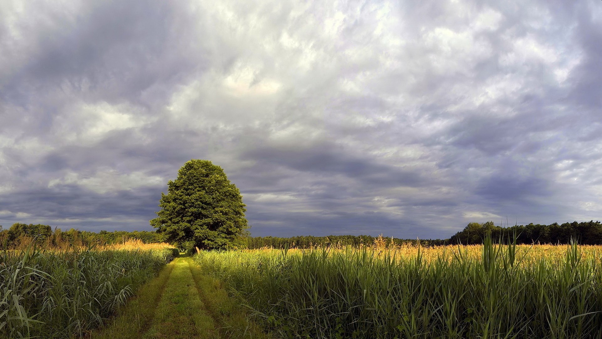 1080P, hd image of nature for pc 1920x1080, HD Wallpaper