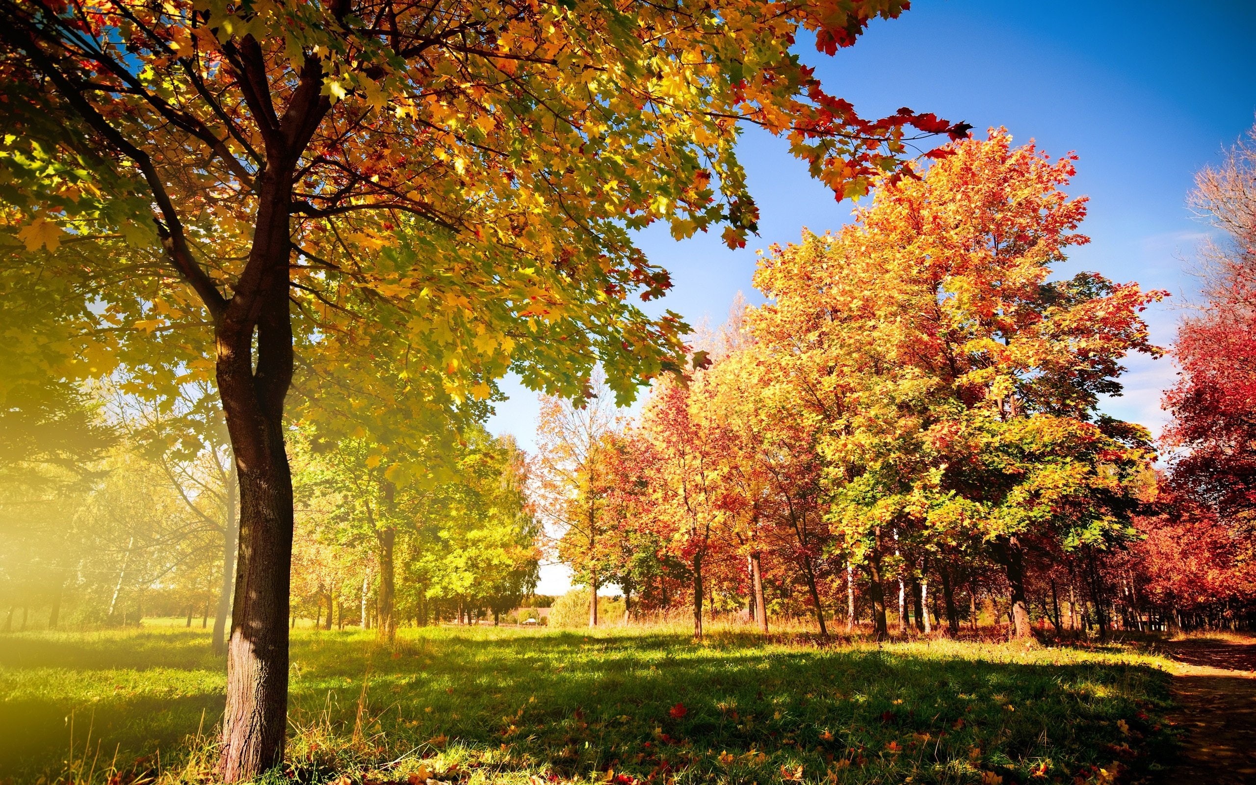 naturaleza-paisajes-arboles-otoa, 2K, HD Wallpaper