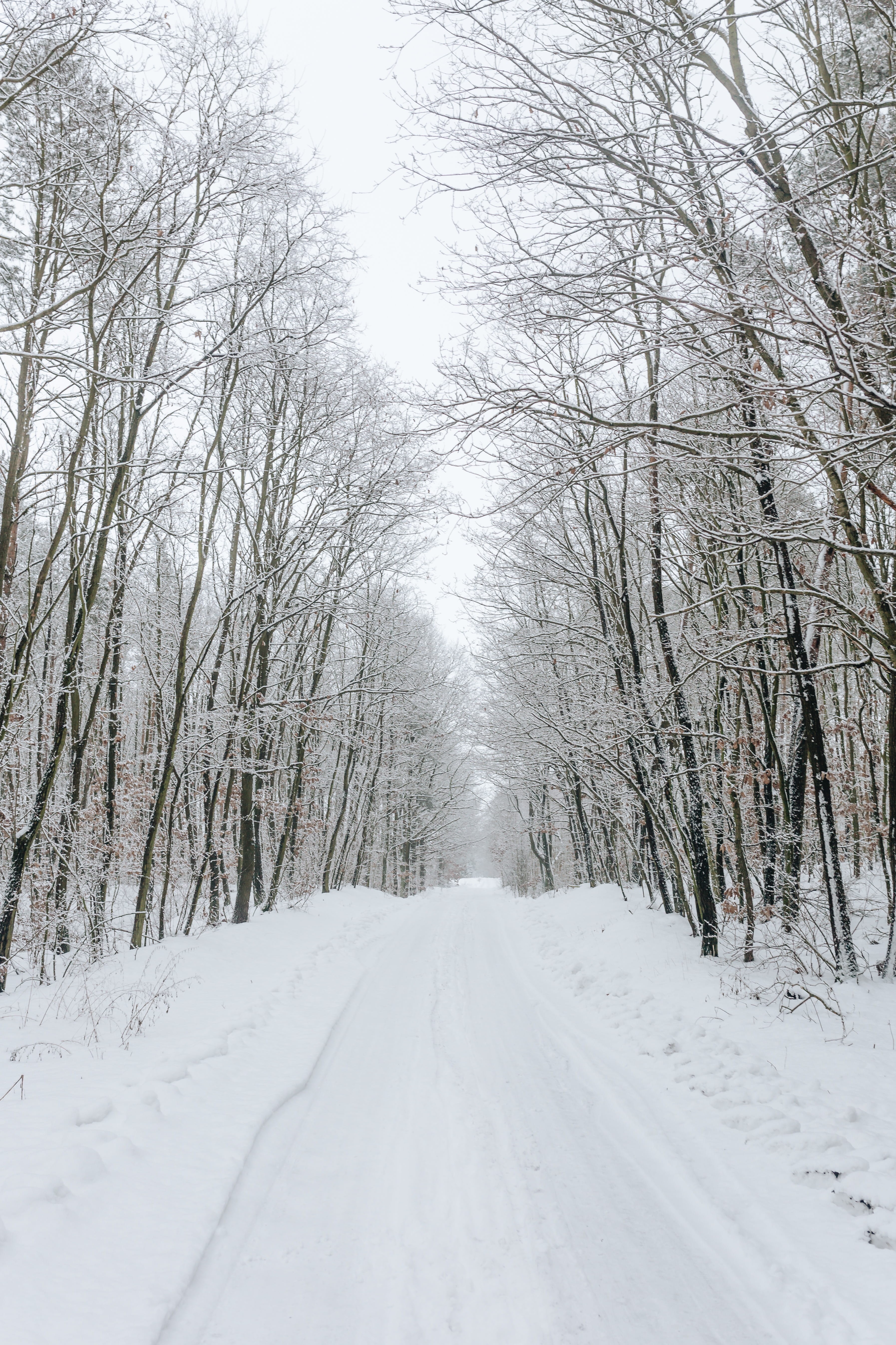 extreme weather, bare tree, nature, the way forward, no people, long, treelined, road, tree, outdoors, trees, way, snowy, snow, white color, forest, day, Phone HD Wallpaper