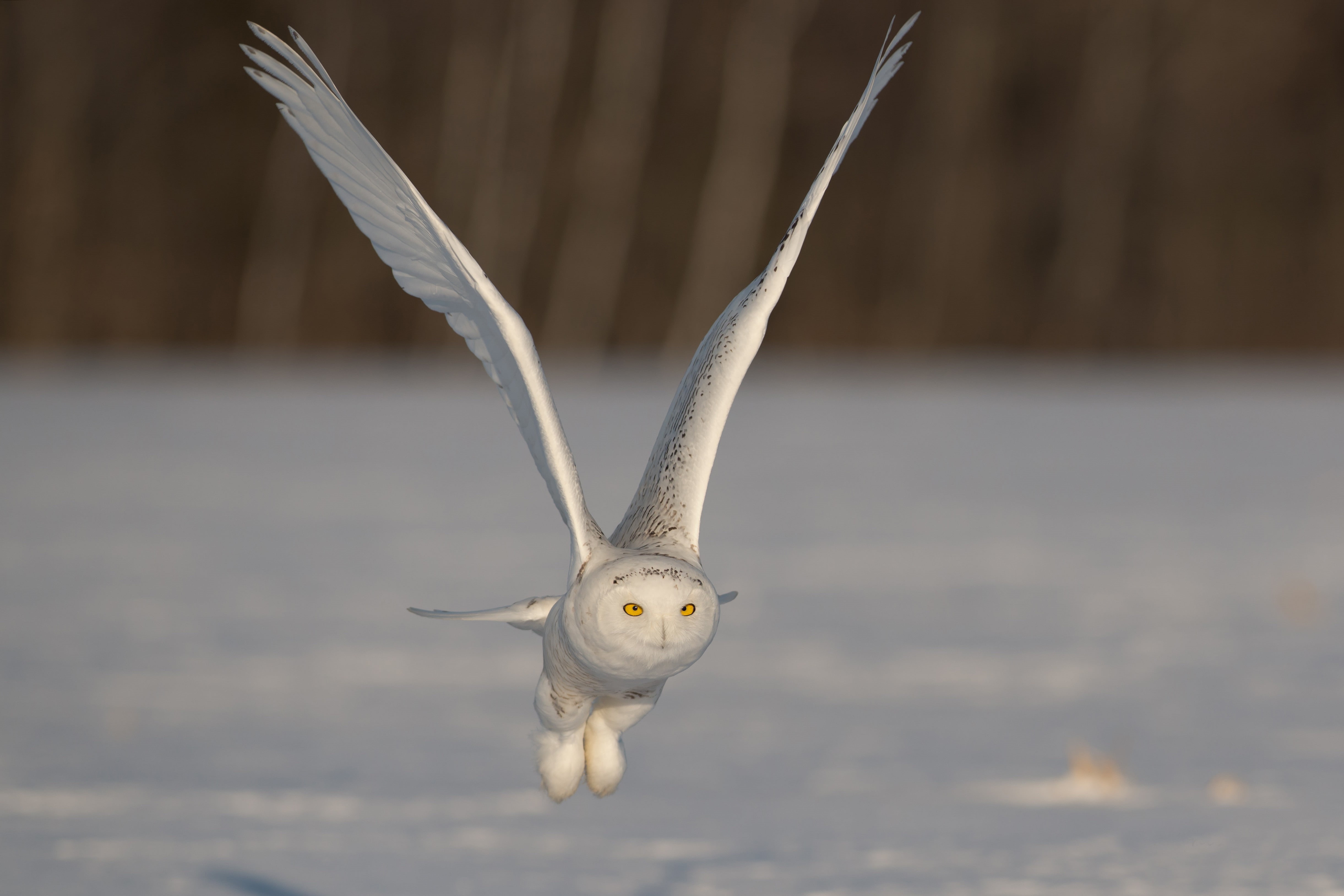 4K, wings, snowy owl, flight, owl, snowy, flapping, HD Wallpaper