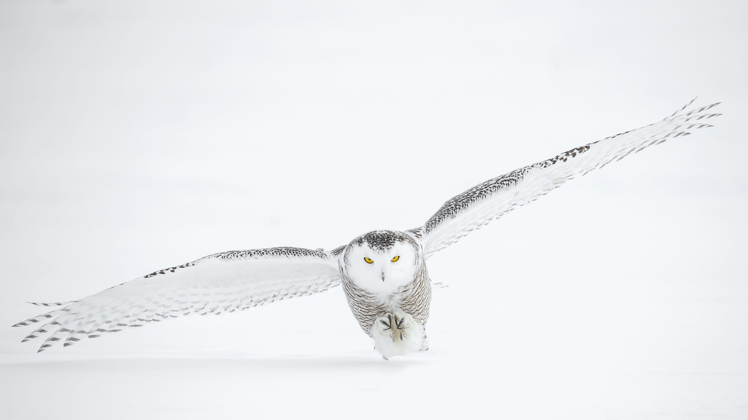 no people, wing, animal body part, flying, animals in the wild, white backgrounf, winter, portrait, beak, one animal, animal themes, landing, snow, snowy owl, HD Wallpaper