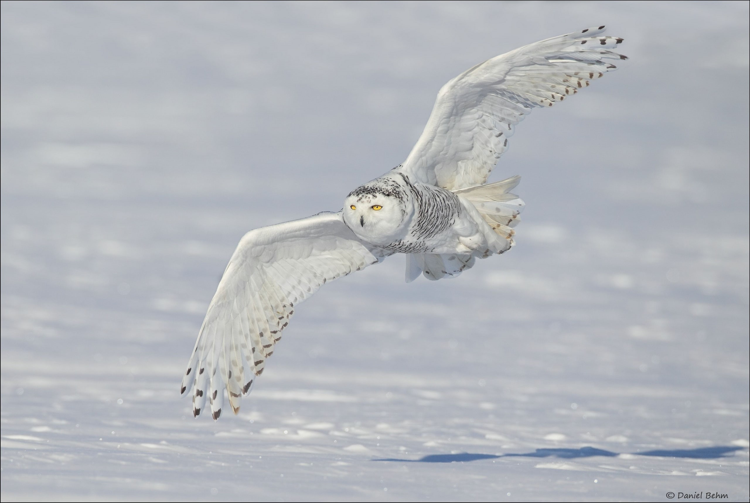 flying, owl, focus on foreground, wildlife, outdoors, no people, mid-air, animal themes, bird, nature, vertebrate, bird of prey, white owl, winter, spread wings, HD Wallpaper