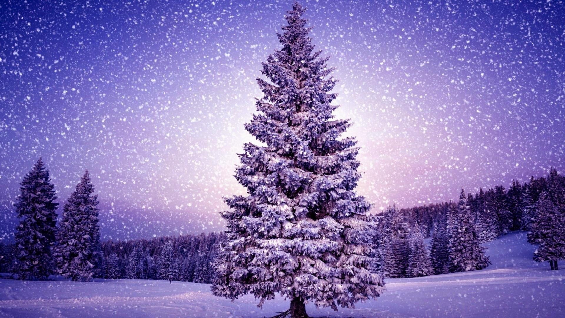 pine tree, snowy, field, snowfall, christmas tree, 1080P, celebration, HD Wallpaper