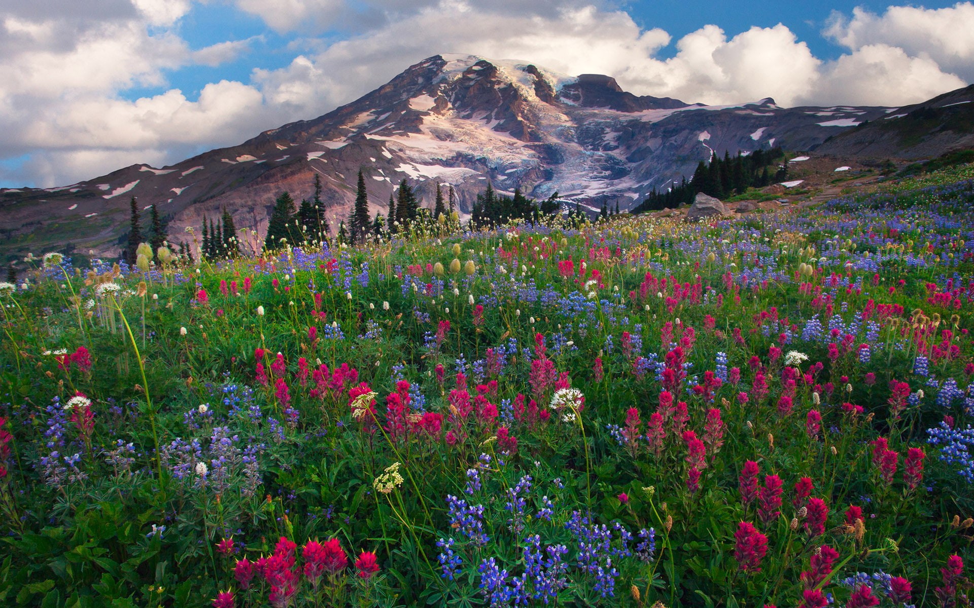 red, wildflowers, highest, mount, 1080P, nature, mountain, blue, landscapes, rainier, washington, lupine, HD Wallpaper