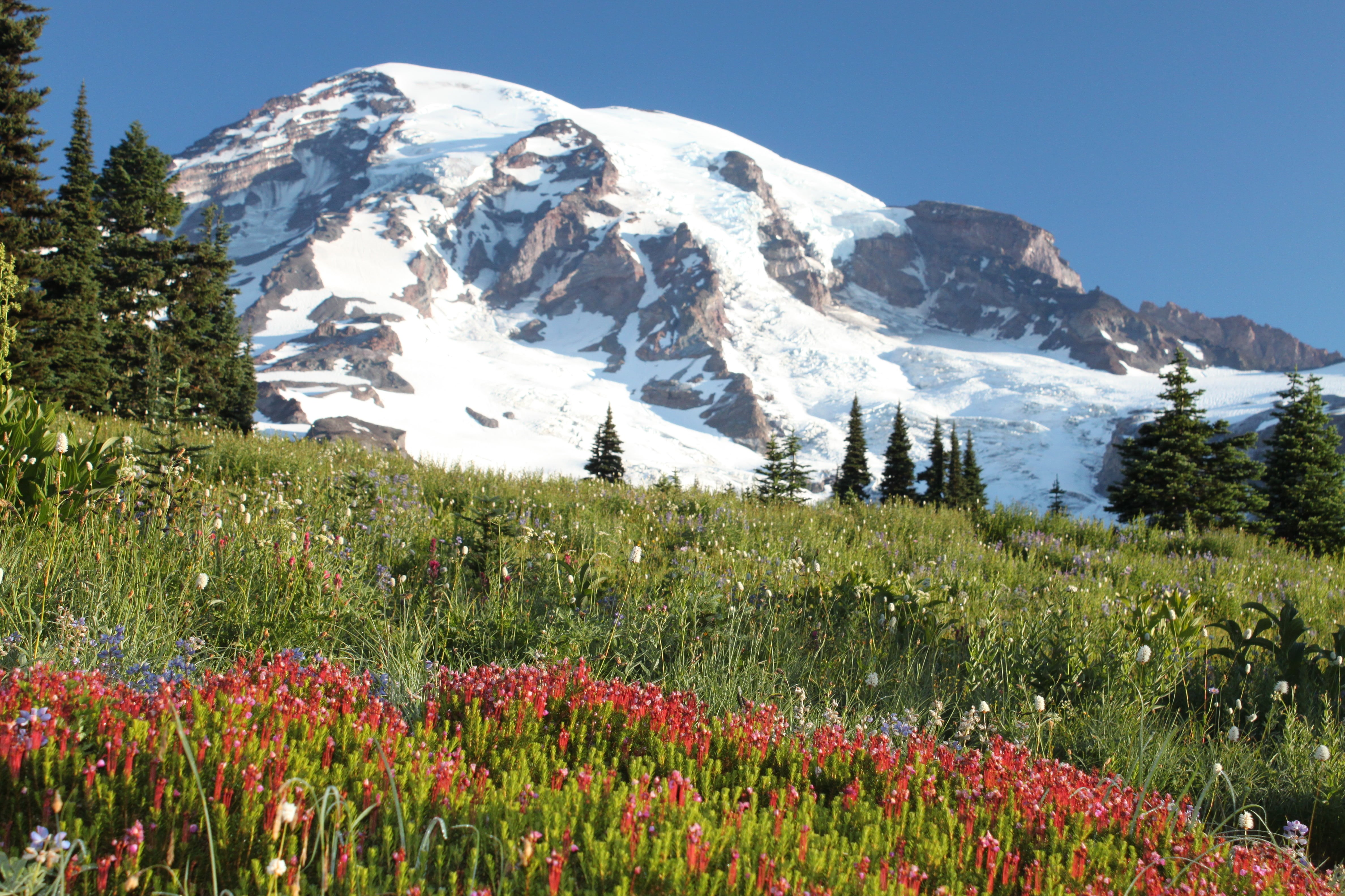 landscape, nature, Paradise, national, field, Mount Rainier National Park, rainier, Park  field, National Parks, mountain, flowers, outdoors, summer, wildflowers, HD Wallpaper