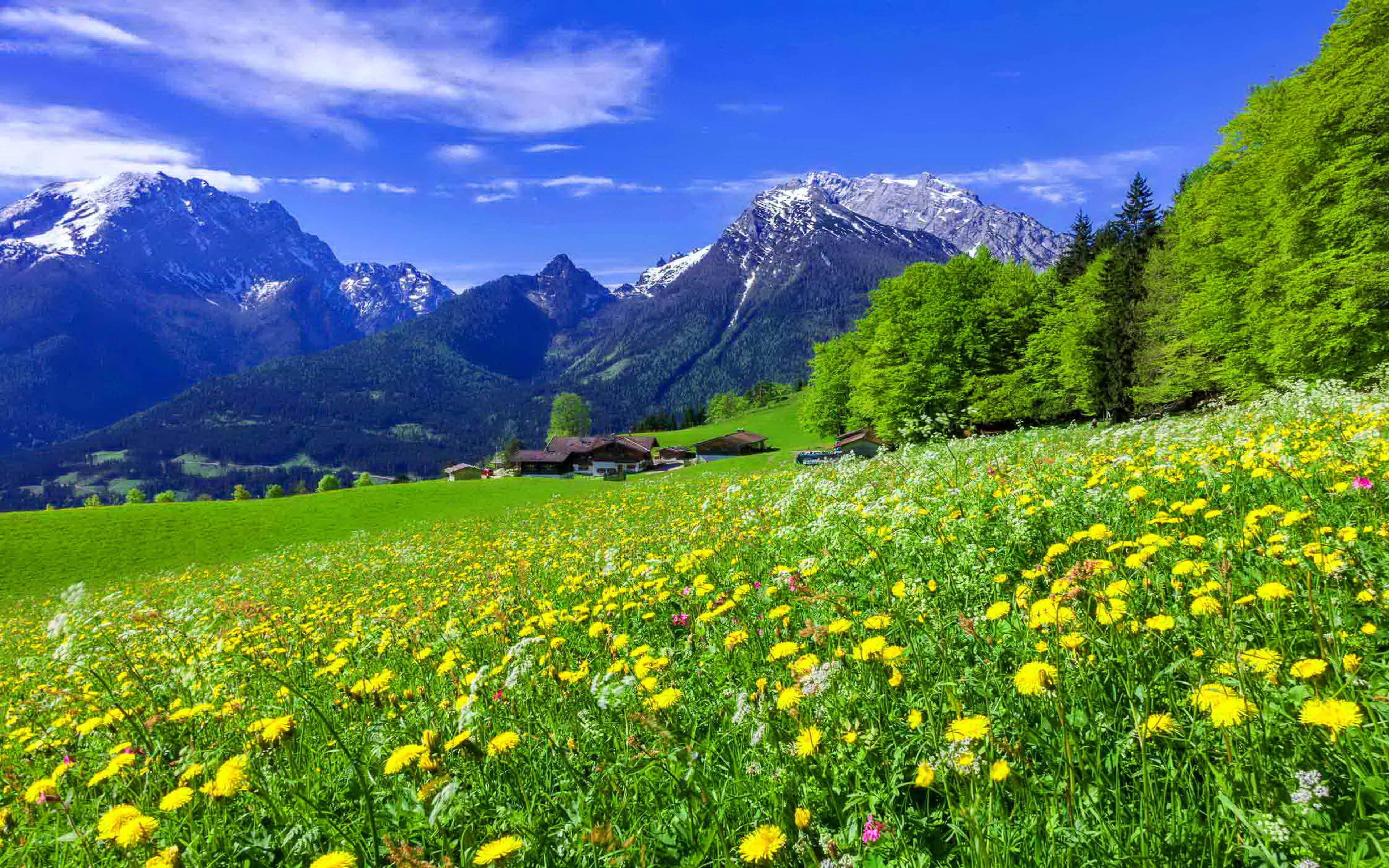 forest, mountains, peaks, landscape, pine, meadow, backgrounds, desktop, yellow, grass, mountain, snowy, white, blue, flowers, green, 4K, beautiful, HD Wallpaper