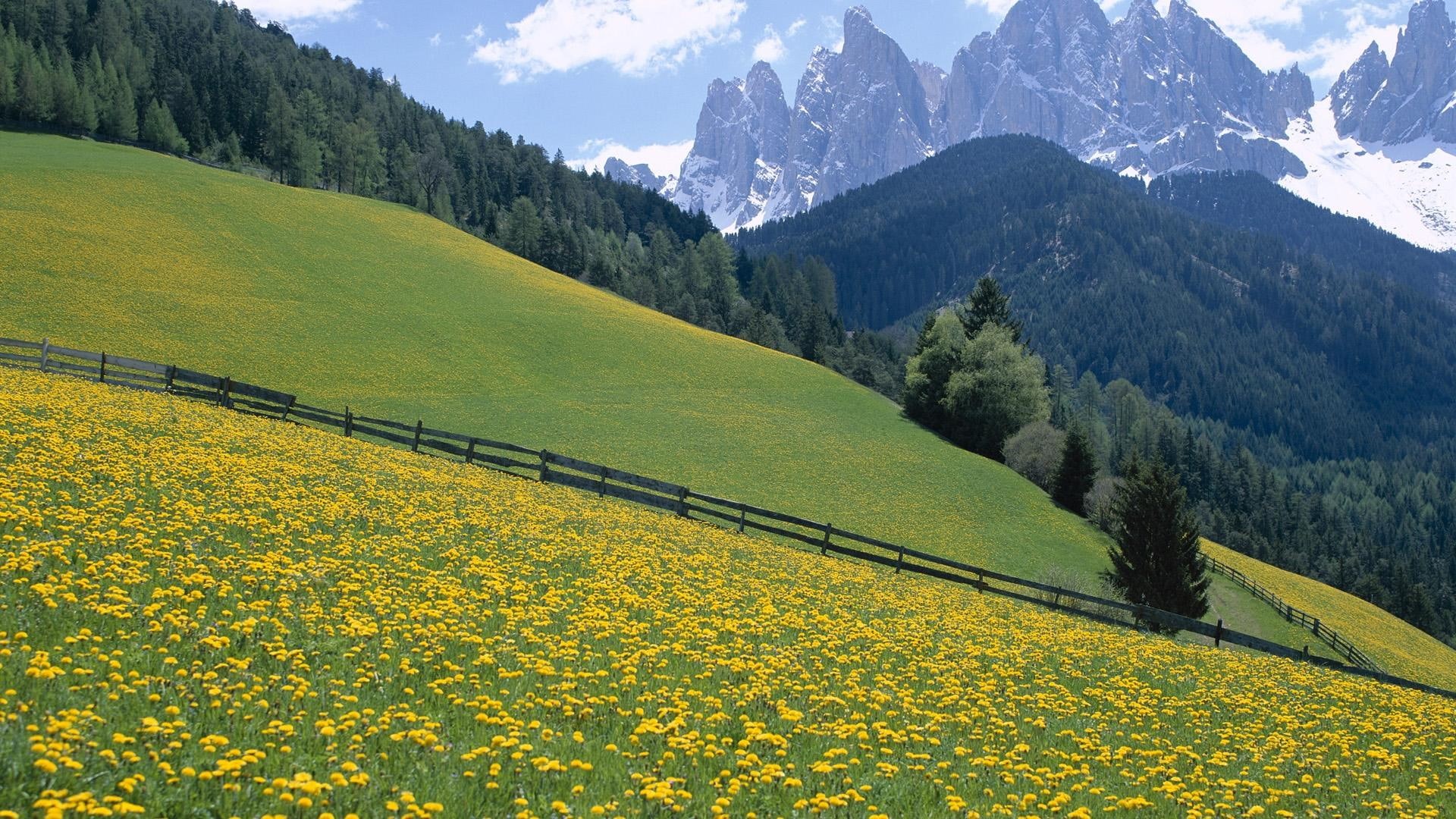 italy, meadow, rocky, spring, peaks, hd, dolomite, mountains, landscape, 1080P, forest, snow, trees, pine, wild, flowers, HD Wallpaper