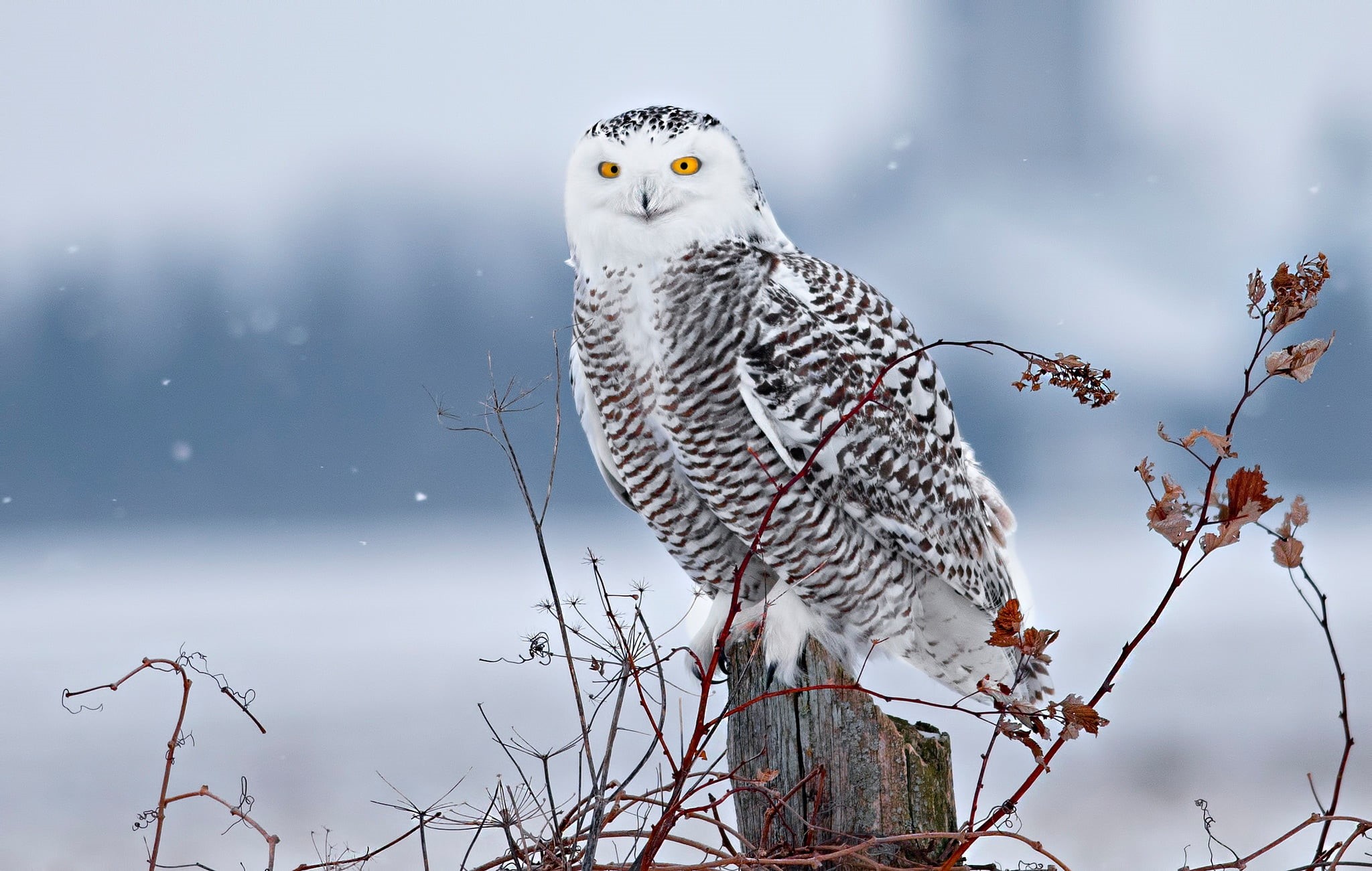 winter, 1080P, stump, branches, snowy owl, snow, bird, HD Wallpaper
