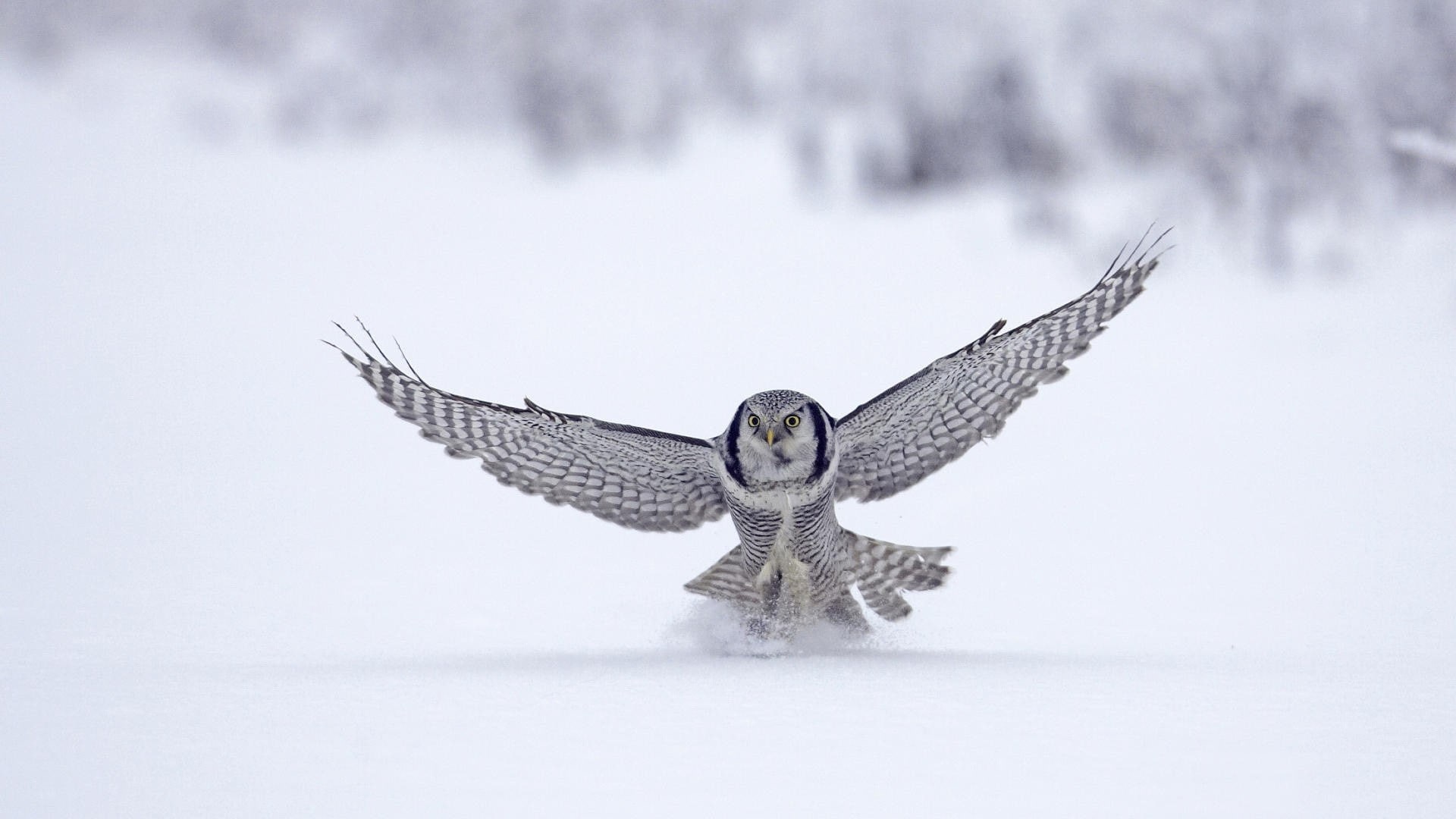 owl, wings, snow, birds, 1080P, HD Wallpaper