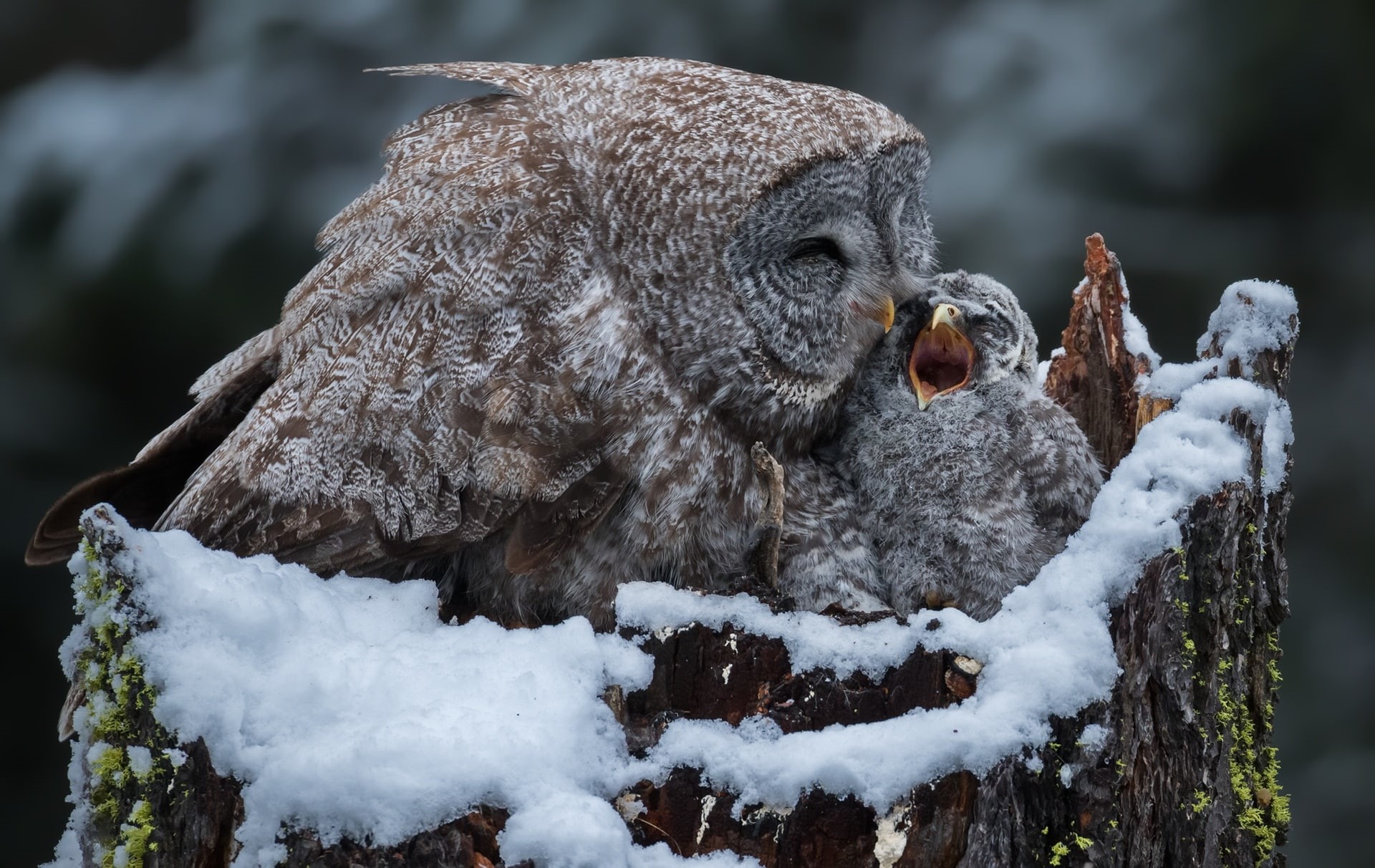snow, baby animals, animals, 1080P, owl, winter, birds, HD Wallpaper