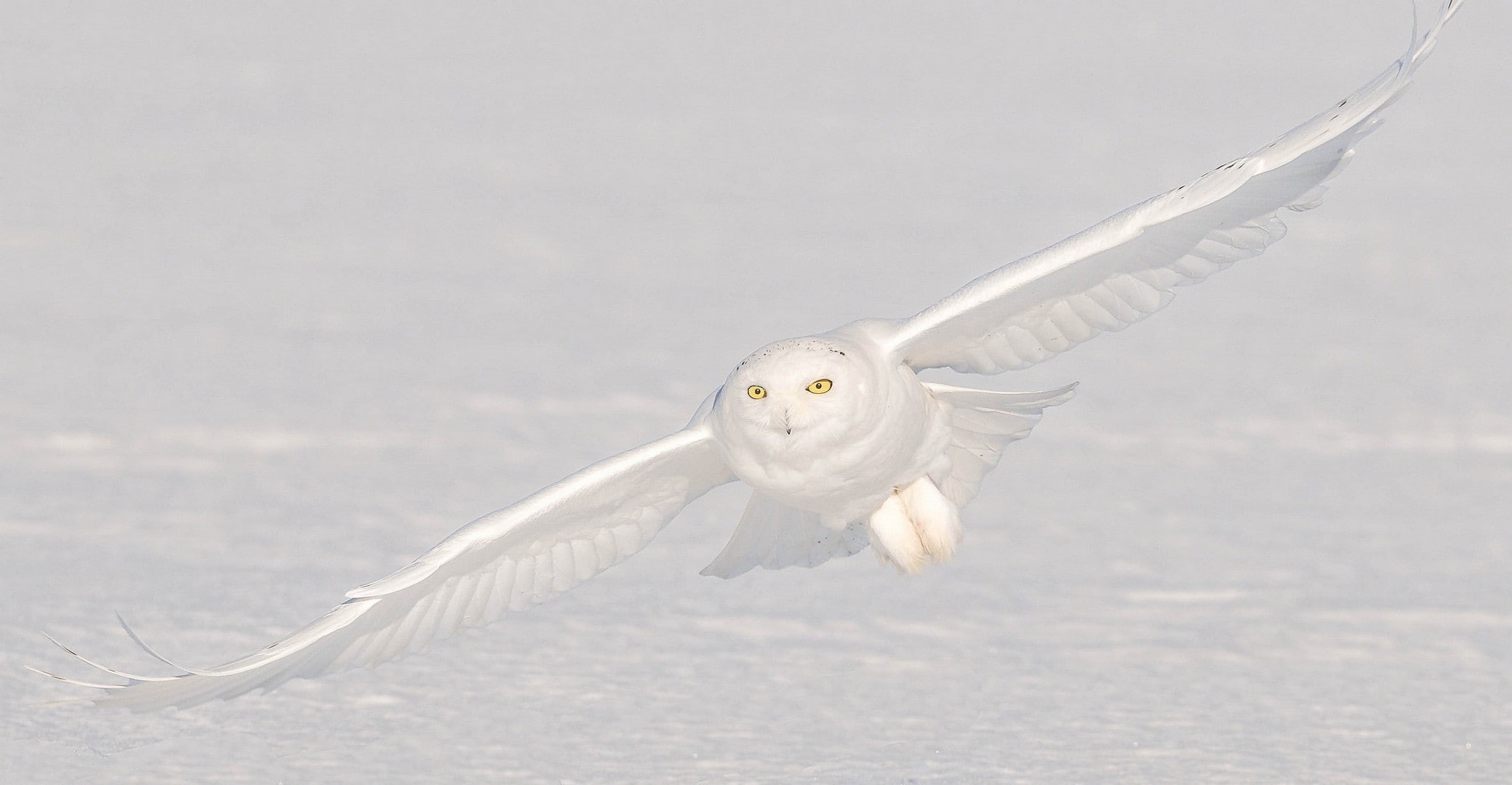 animal themes, outdoors, camouflage, animals hunting, animals, yellow eyes, animal wing, copy space, flying, animal wildlife, white, birds, animals in the wild, HD Wallpaper