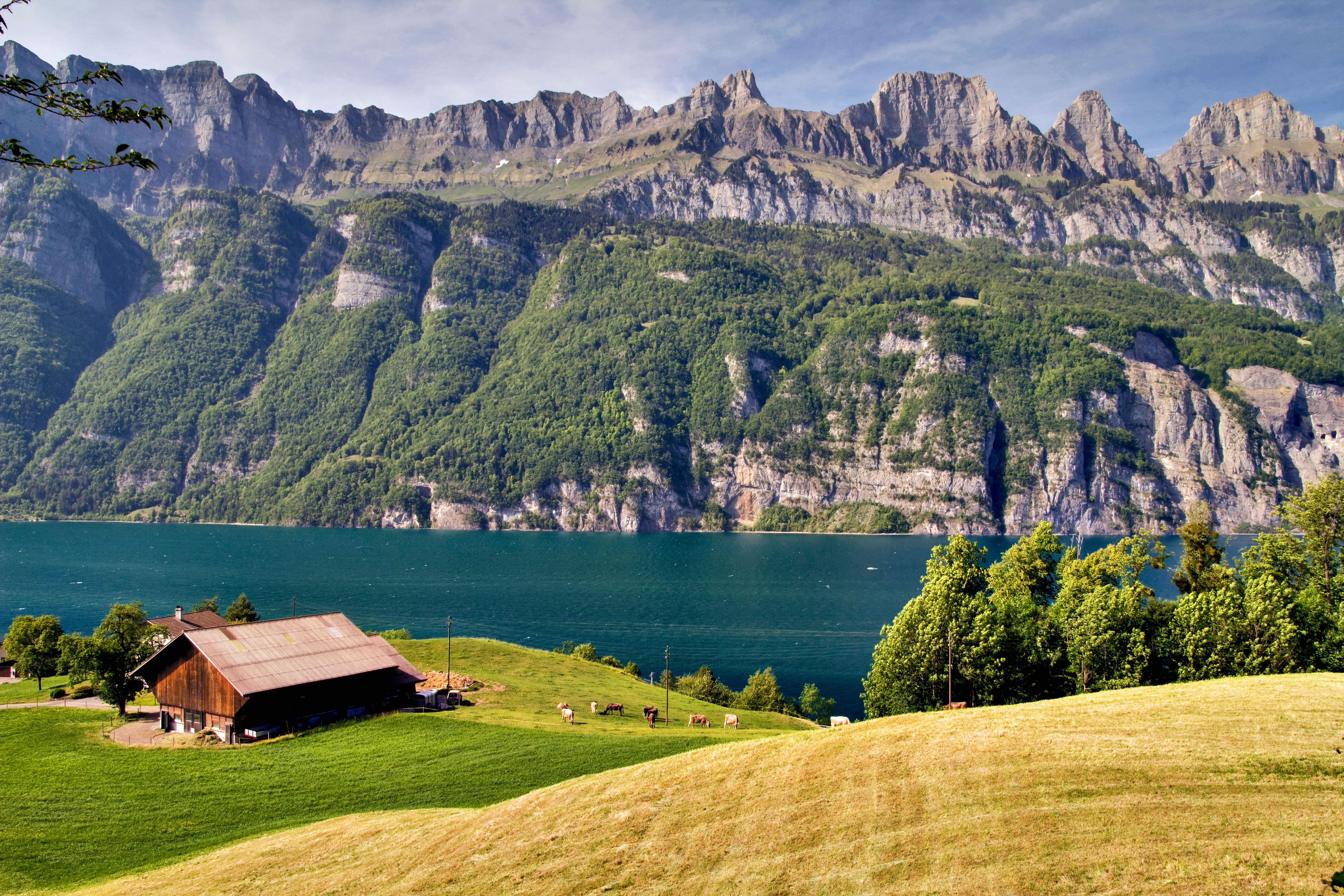 landscape, photography, cattle, Switzerland, tourist  attraction, warm, european Alps, tree  spring, Interlaken, Swiss, 70mm, Farm, Alps, blue  clear  sky, HD Wallpaper
