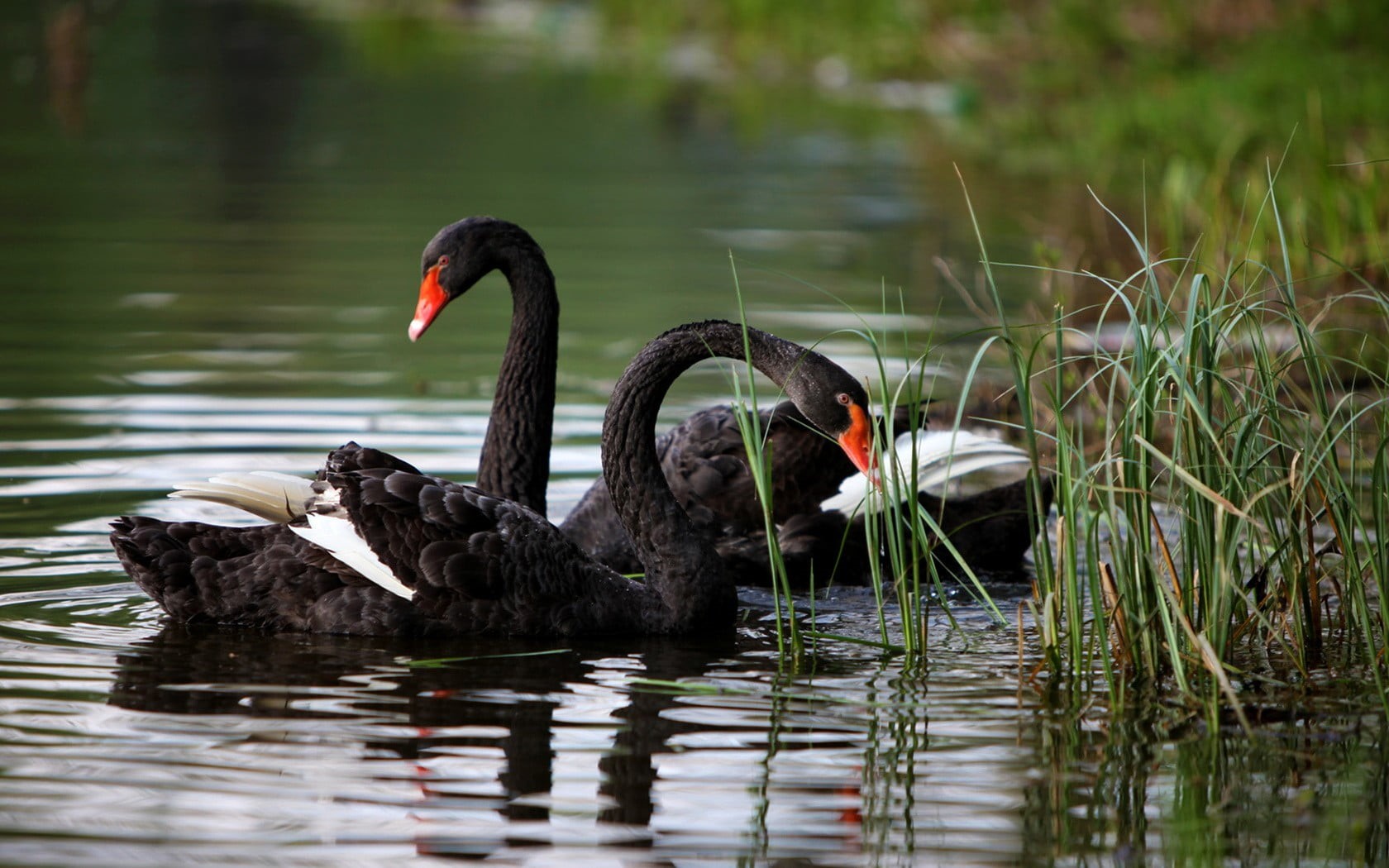 birds, animal themes, white, animals, swan, ripples, day, no people, animal, black swan, two, waterfront, bird, black, animal wildlife, nature, reflection, HD Wallpaper