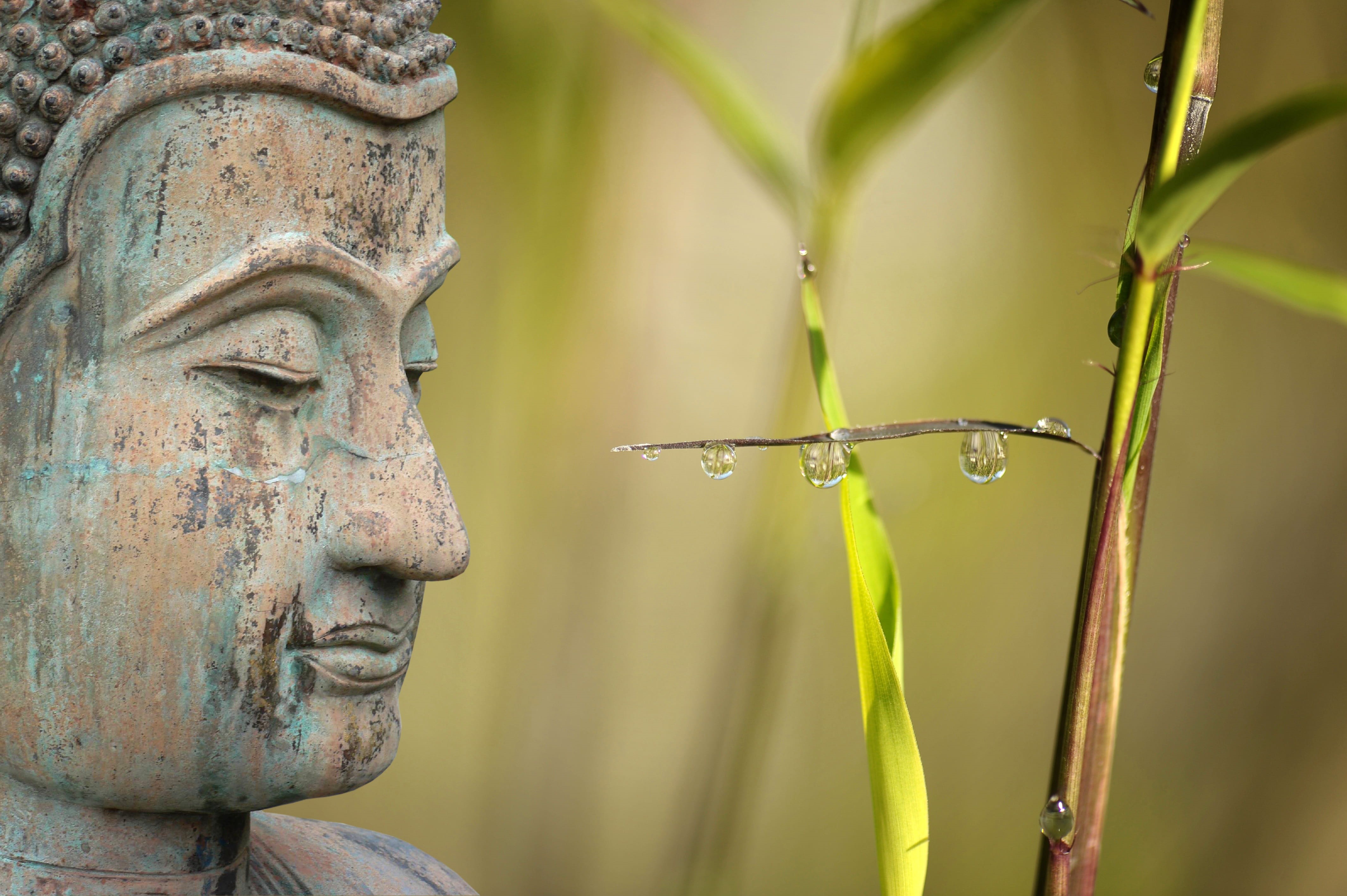 drip, art and craft, religion, security, sculpture, safety, beauty in nature, close-up, bamboo, statue, drop of water, buddha, relaxation, metal, mirroring, HD Wallpaper