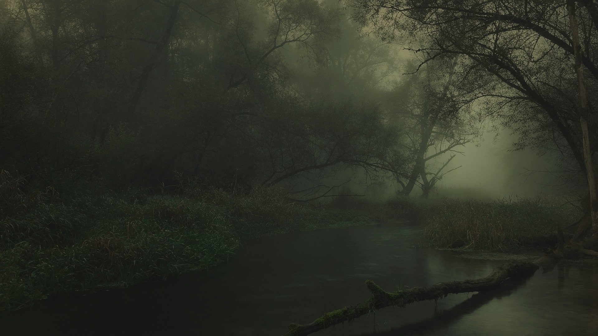 beauty in nature, river, fog, lake, trees, dark, Germany, growth, forest, plant, reflection, shrubs, water, tranquility, scenics - nature, tree, reeds, HD Wallpaper