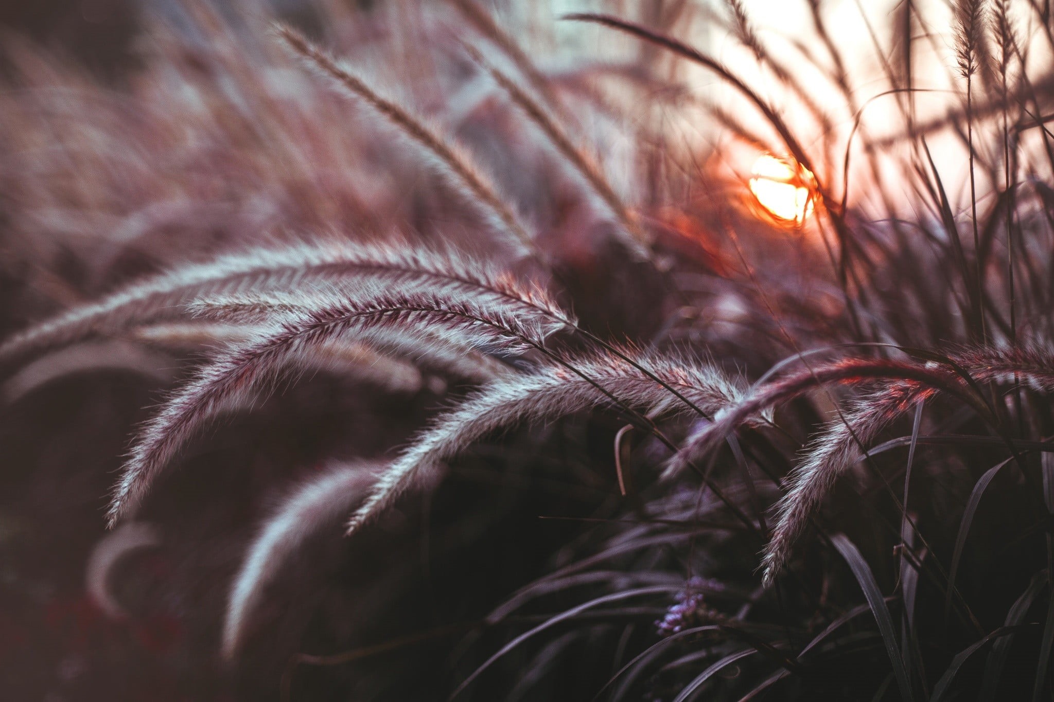season, sky, sunset, leaf, fragility, plant, backgrounds, close-up, land, field, focus on foreground, vulnerability, 1080P, no People, brown, sunlight, HD Wallpaper