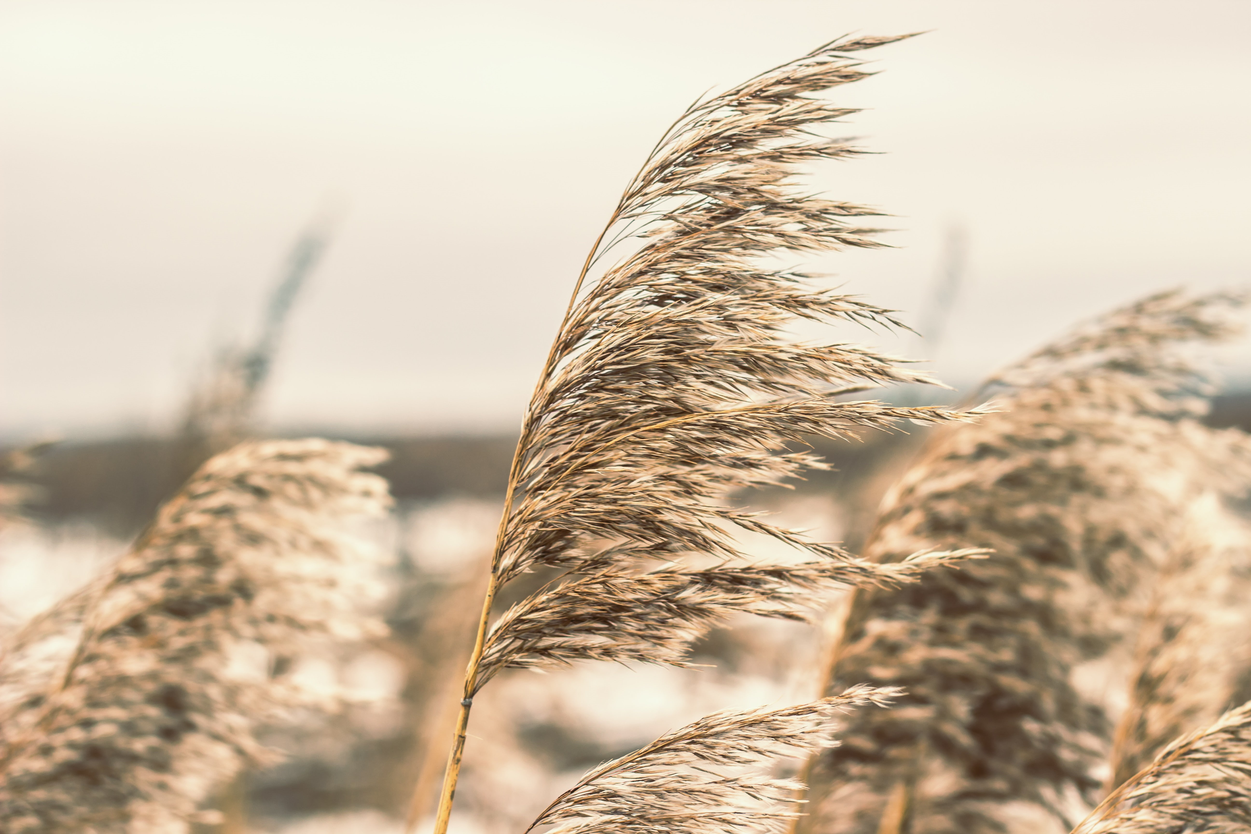 5K, reeds, Russia, HD Wallpaper