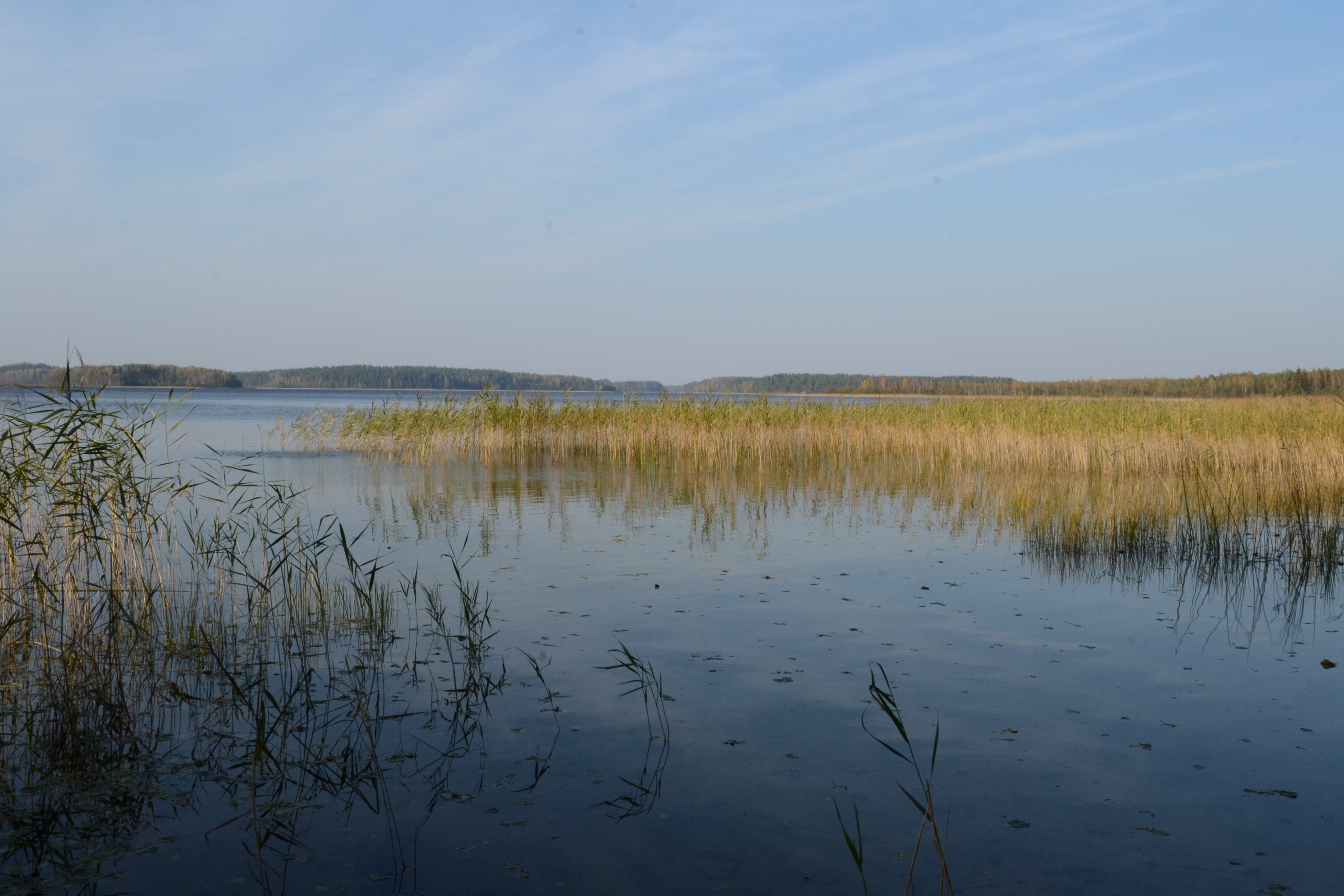 outdoors, plant, day, idyllic, 4K, tranquil scene, swamp, lake, beach, reeds, water, grass, reflection, growth, beauty in nature, non-urban scene, tranquility, HD Wallpaper