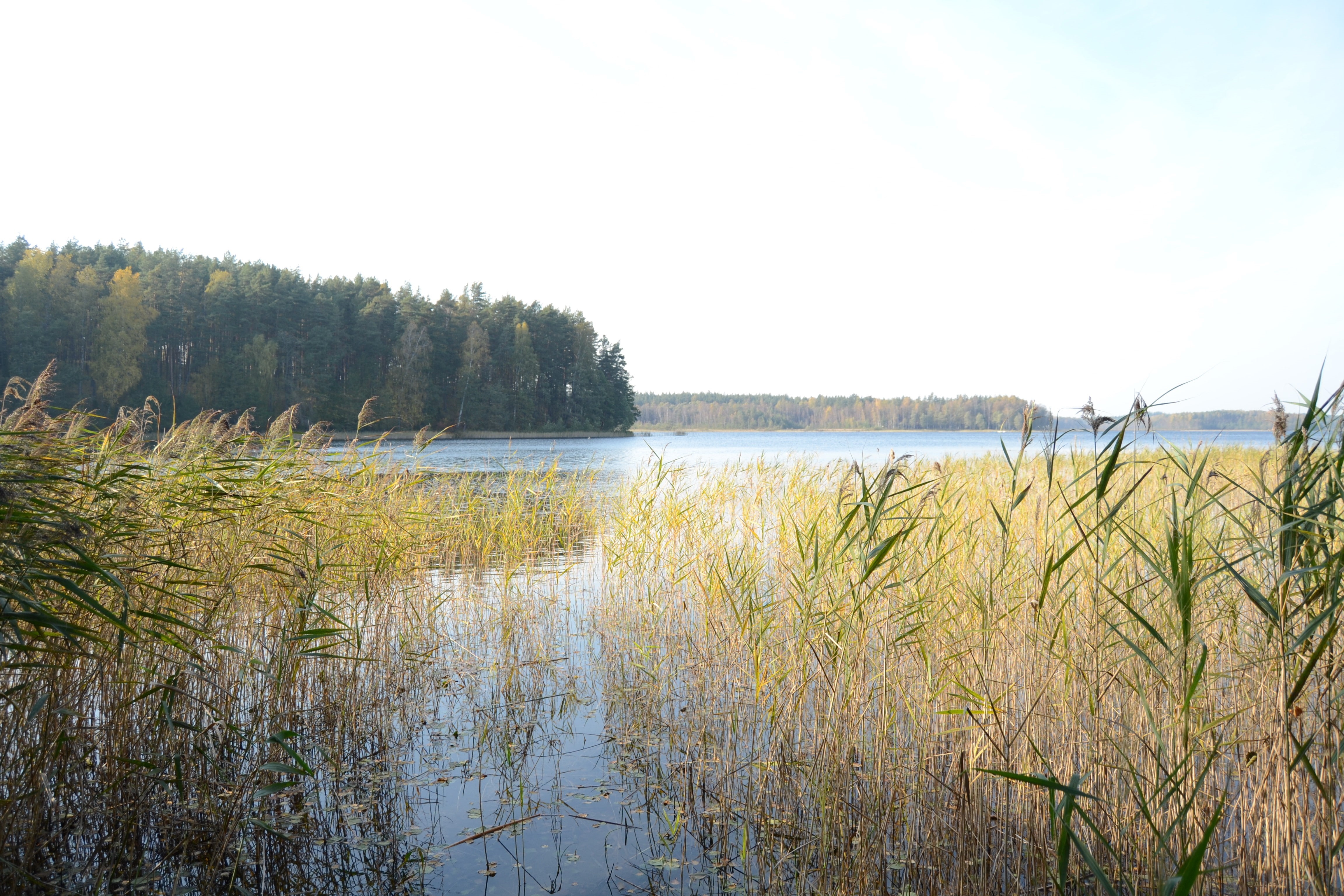 outdoors, reeds, tree, land, 4K, idyllic, non-urban scene, beauty in nature, water, nature, grass, day, swamp, sky, growth, clear sky, tranquil scene, HD Wallpaper
