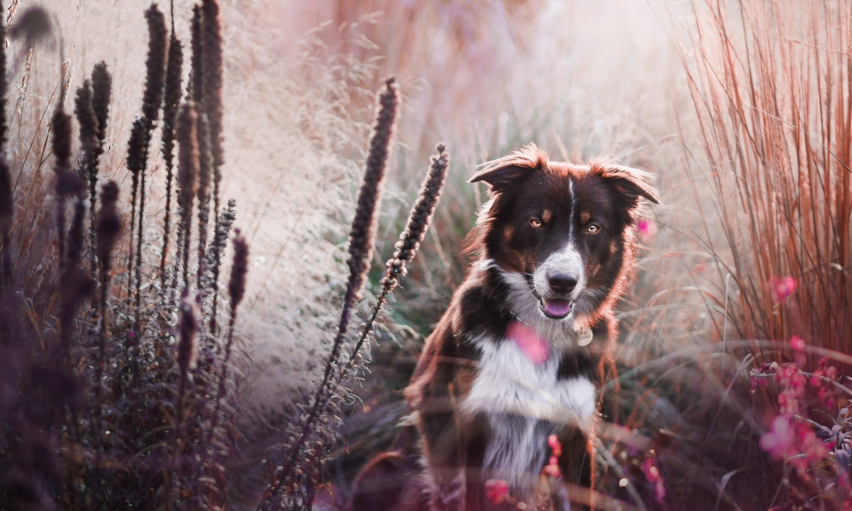 standing, domestic, 2K, reeds, nature, looking at camera, animals, dog, canine, mammal, one animal, vertebrate, selective focus, no people, day, depth of field, HD Wallpaper