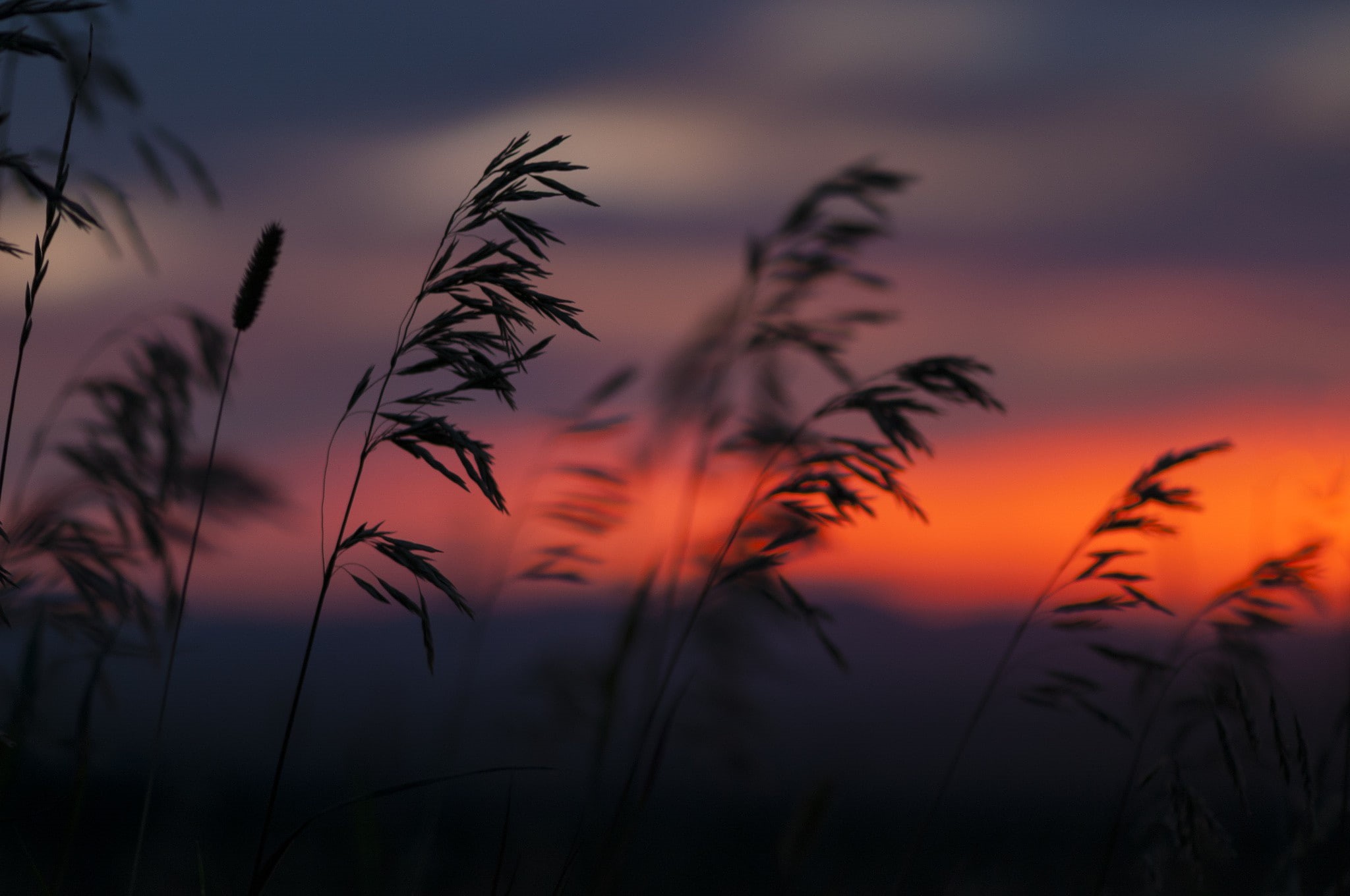 nature, reeds, plants, sunset, 1080P, silhouette, HD Wallpaper