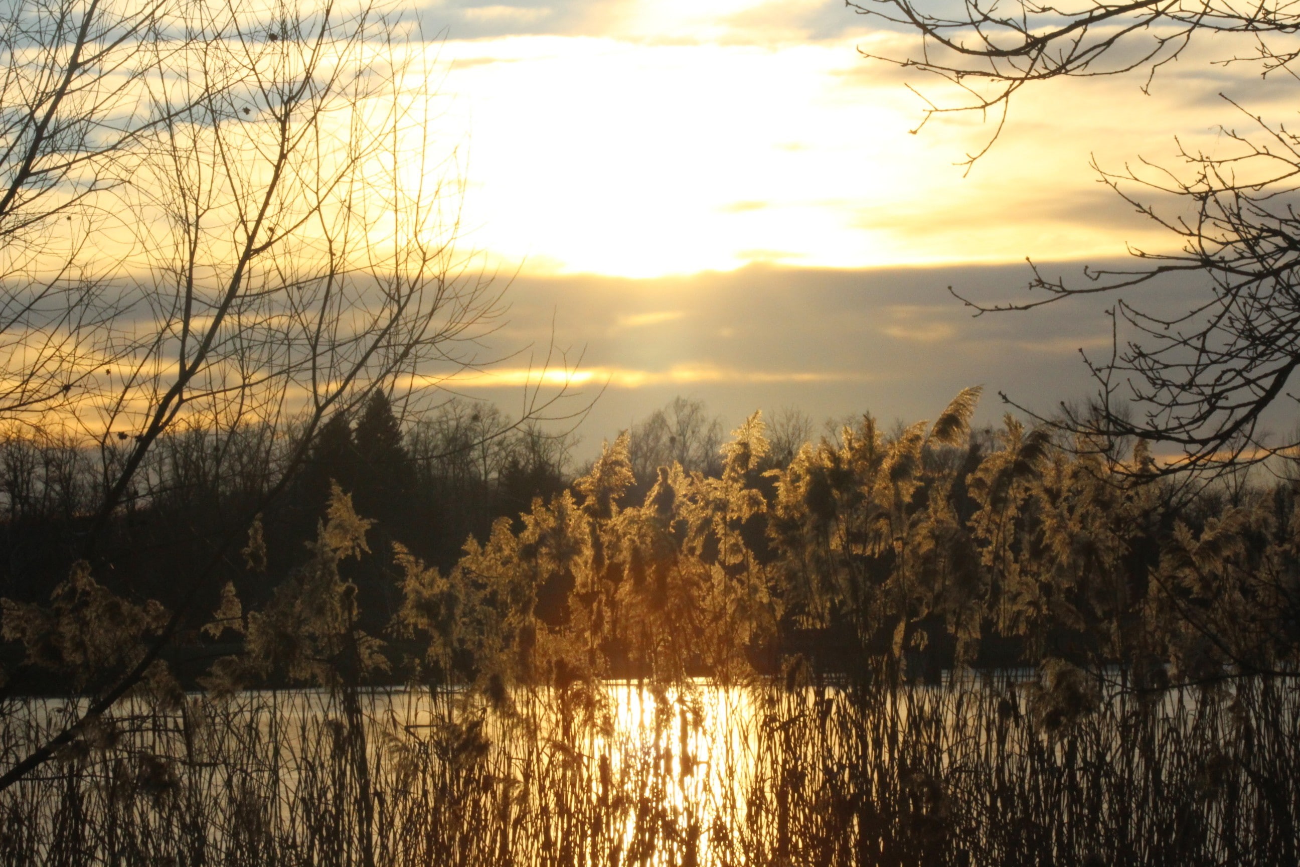 winter, Hungary, sunlight, Zalaegerszeg, reeds, sunset, 2K, nature, Zala, HD Wallpaper