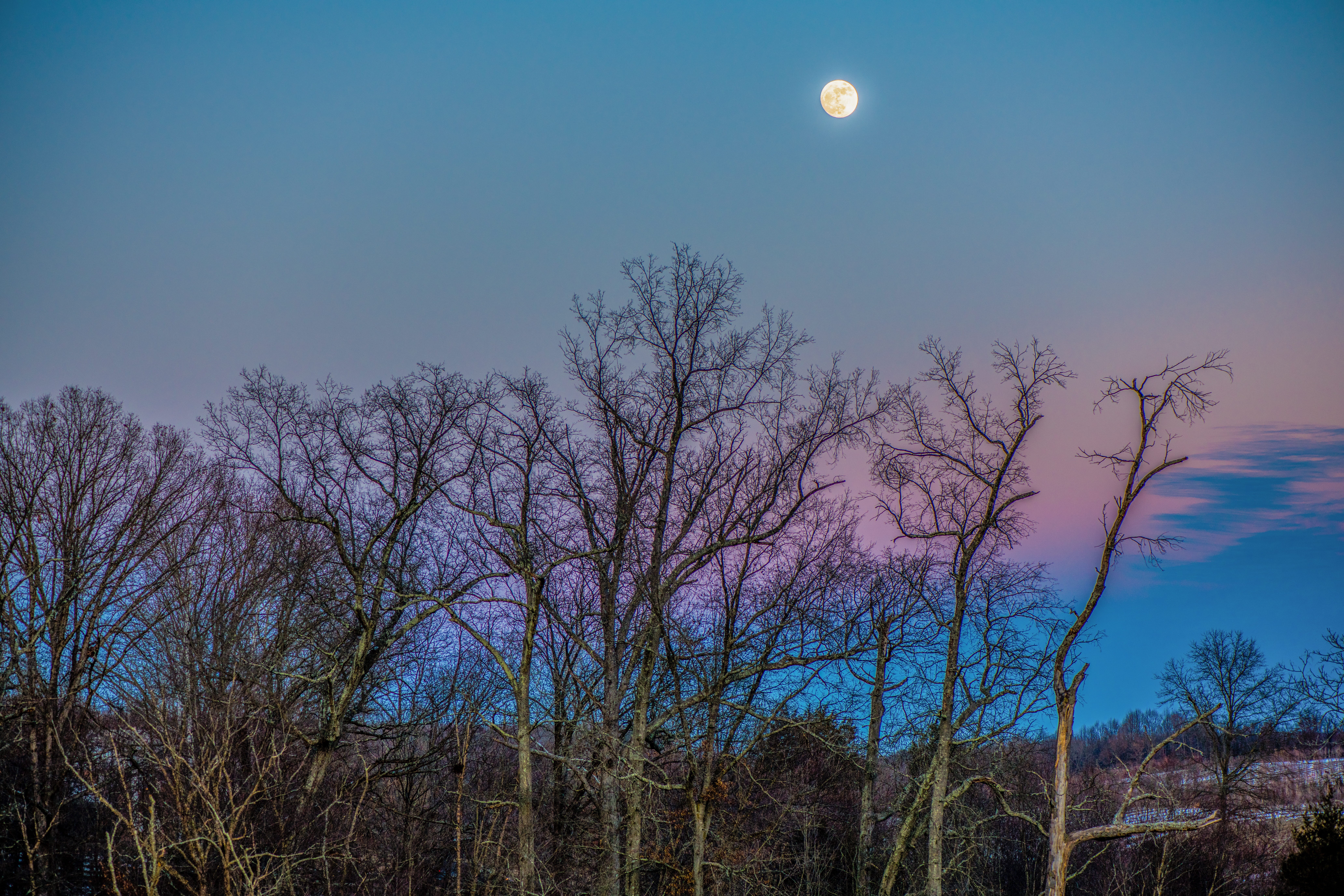 tree, nature, damascus, moonlight, 8K, moonrise, sky, night, plant, silhouette, united states, beauty in nature, moon, blue, dusk, no people, outdoors, HD Wallpaper