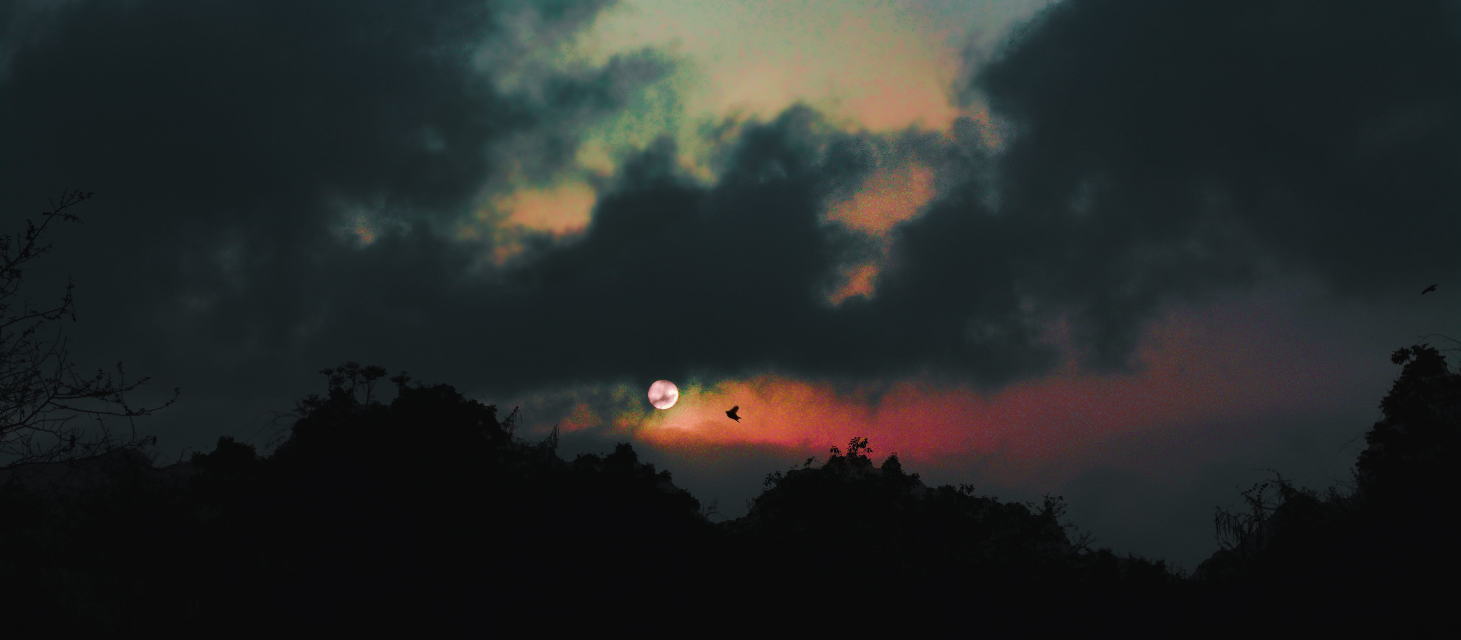 plant, skies, tree, non-urban scene, moonrise, birds, low angle view, red, foreground, tranquility, no people, beautiful, orange color, 5K, dark, blueclouds, HD Wallpaper