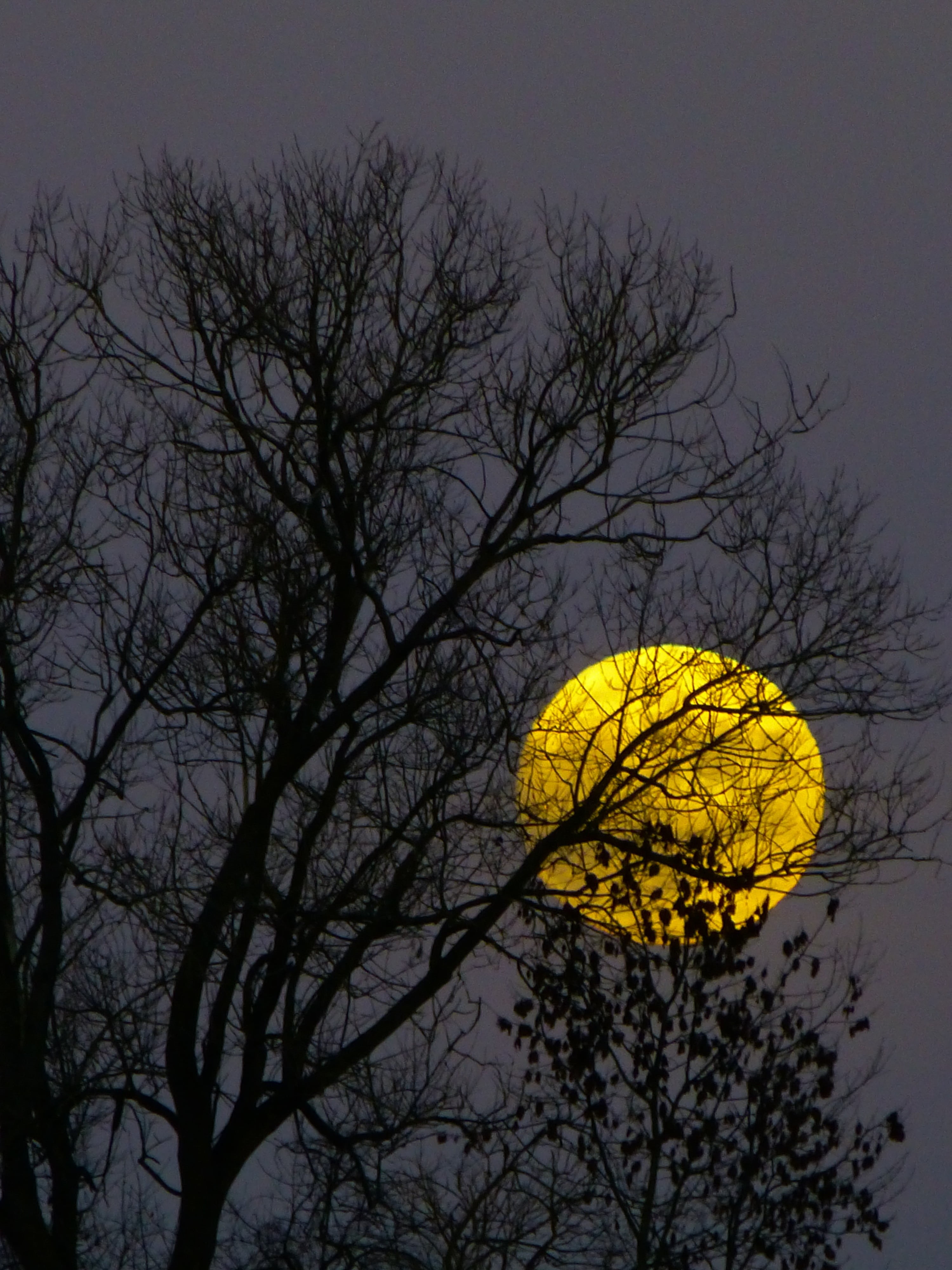 day, growth, tall, evening, moonlight, beauty in nature, trees, sky, branch, 4K, atmosphere, tree, no people, moonrise, plant, autumn, front, skyline, Phone HD Wallpaper