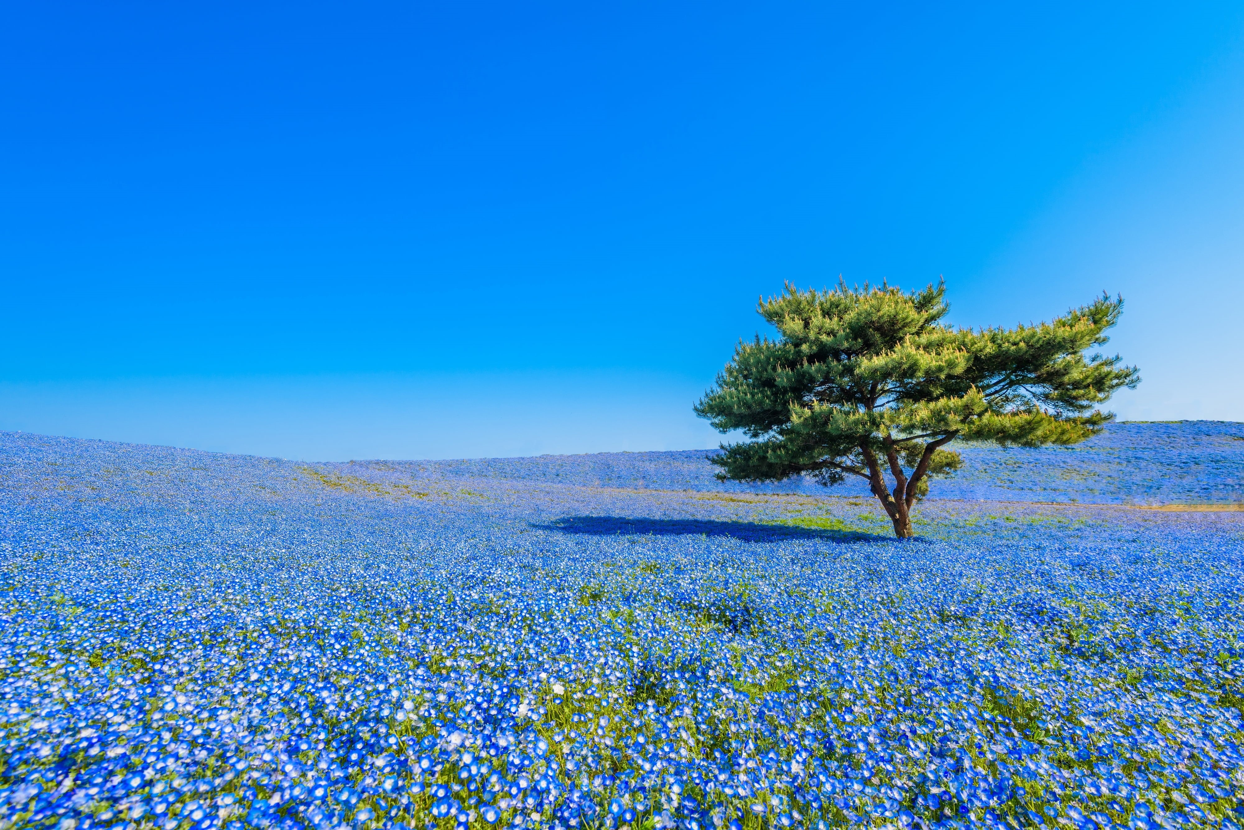 National seaside Park Hitachi, flowers, nemophila, land, 4K, beauty in nature, nature, Hitachi Seaside Park, outdoors, clear sky, growth, copy space, flower, HD Wallpaper