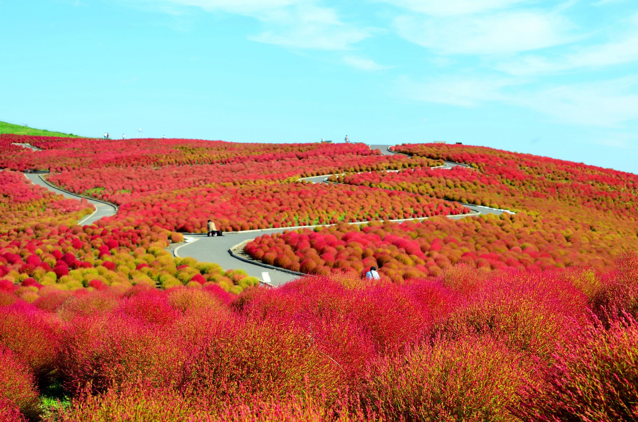 field, Japan, Hitachinaka, 1080P, flowers, National seaside Park Hitachi, the bushes, hills, Ibaraki Prefecture, HD Wallpaper