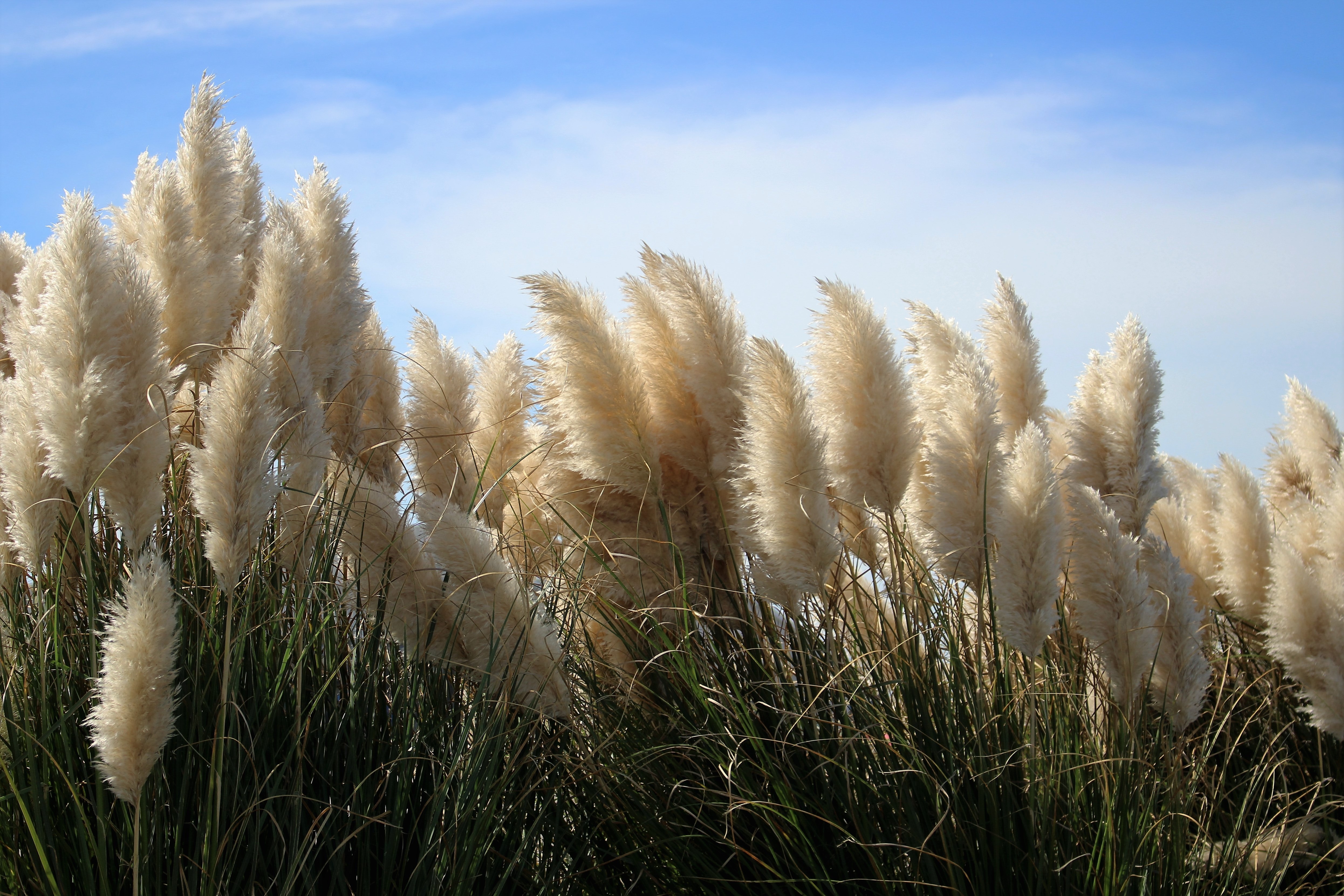 cape, landscape, nature, rural scene, sound, sky, seaside, land, shoreline, coastline, outer, head, growth, agriculture, pampas, day, coast, dune, 4K, HD Wallpaper