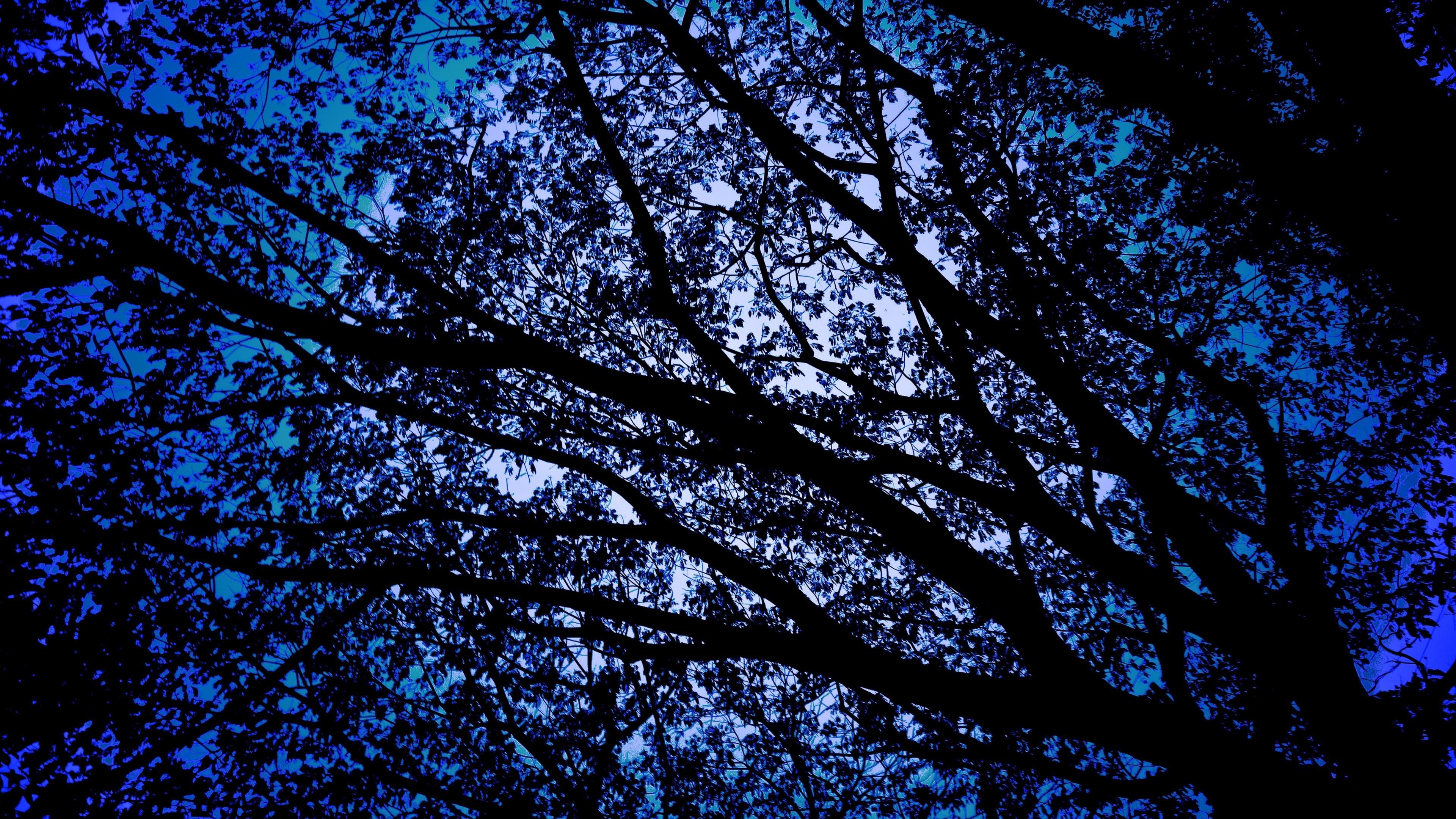 tree, clear sky, night, moonlit, silhouette, no people, low angle view, backgrounds, directly below, tranquility, 4K, outdoors, branch, day, nature, scenics - nature, HD Wallpaper