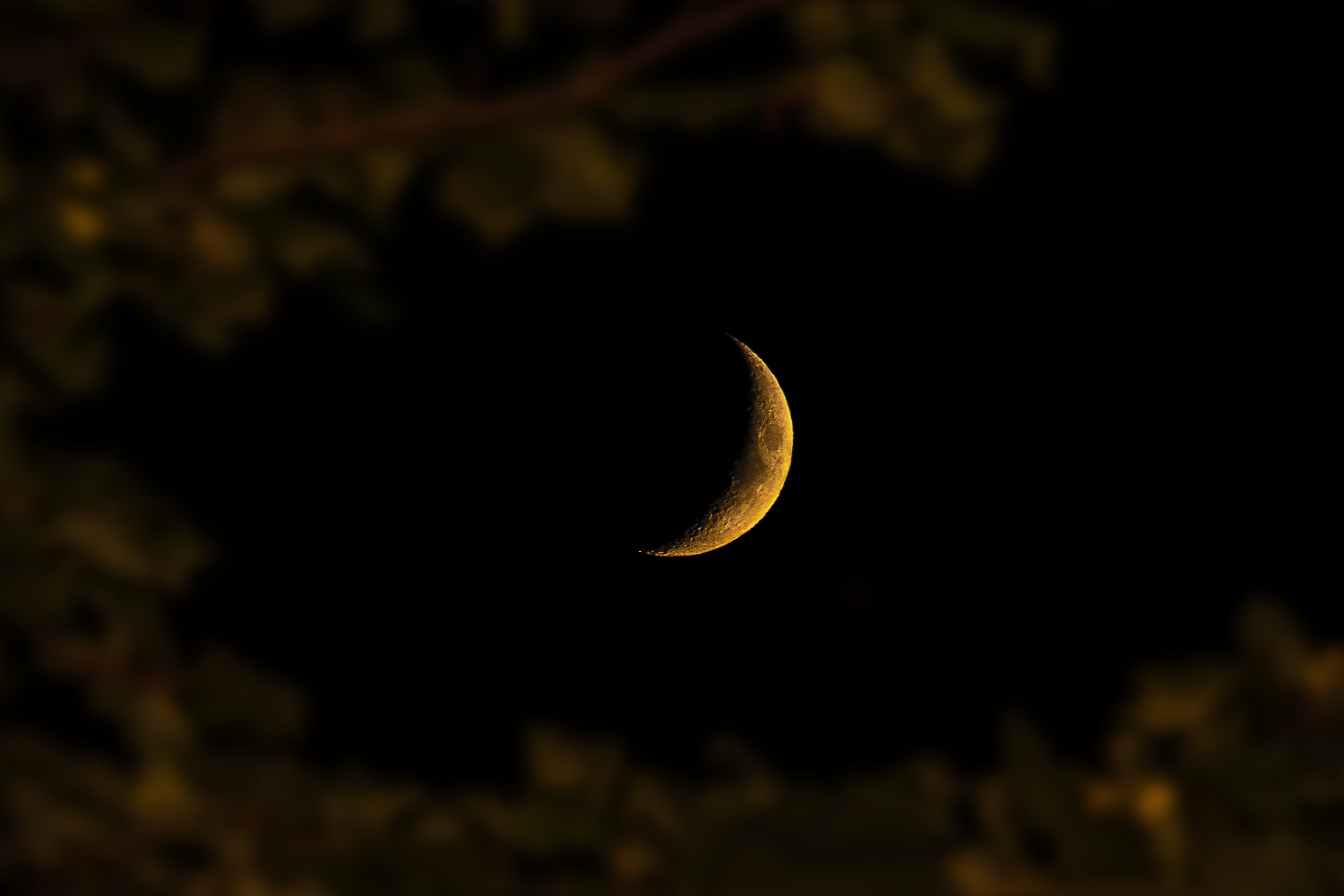 leaf, tranquil scene, outdoors, beauty in nature, crescent, half moon, planetary moon, dark, photography, red, star - space, tree, leafe, warm, astrology, HD Wallpaper