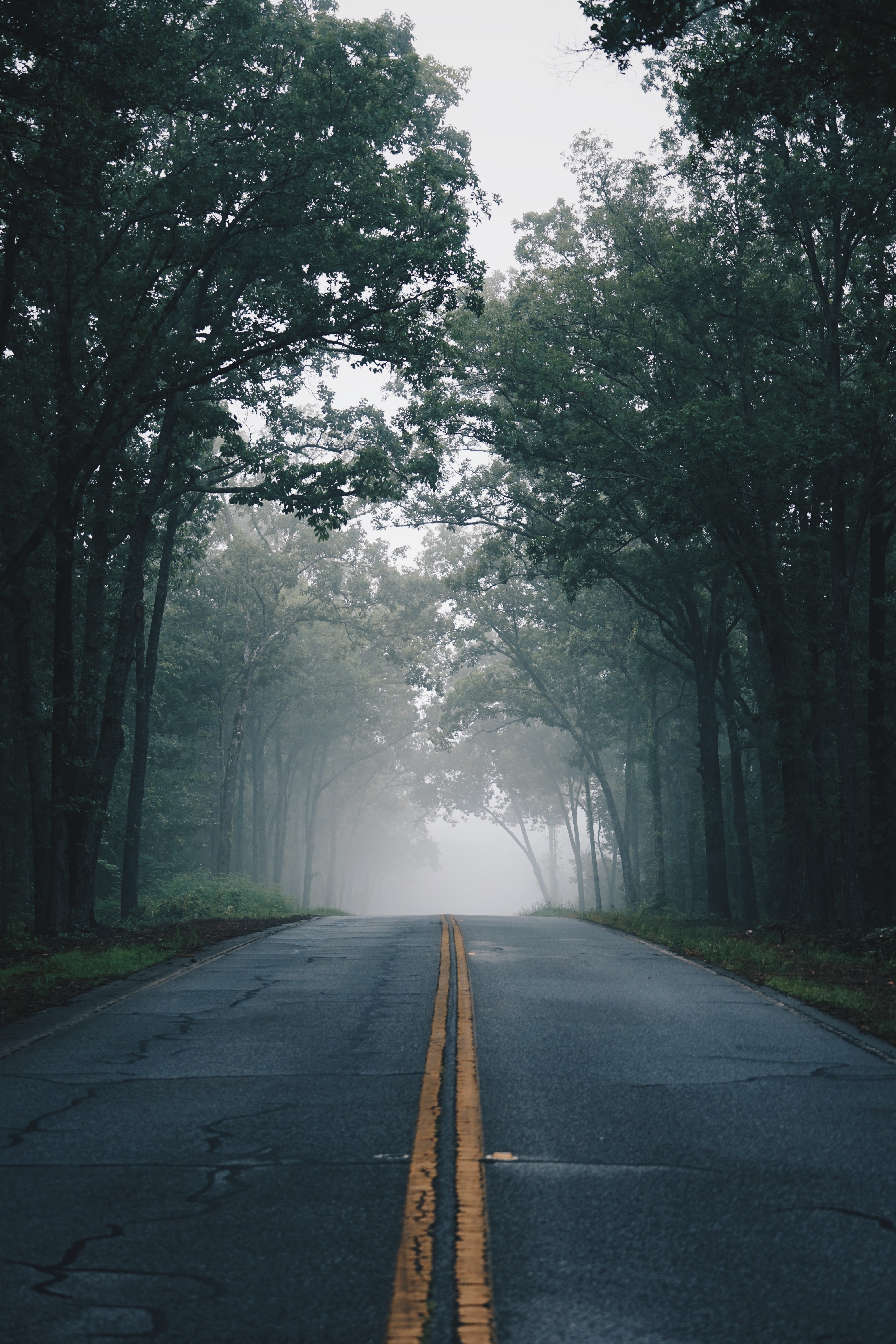 sony, fog, country Road, wood, no People, roadtrip, beauty In Nature, green Color, grass, outdoors, tree arch, woodland, vanishing Point, taken, 5K, transportation, Phone HD Wallpaper
