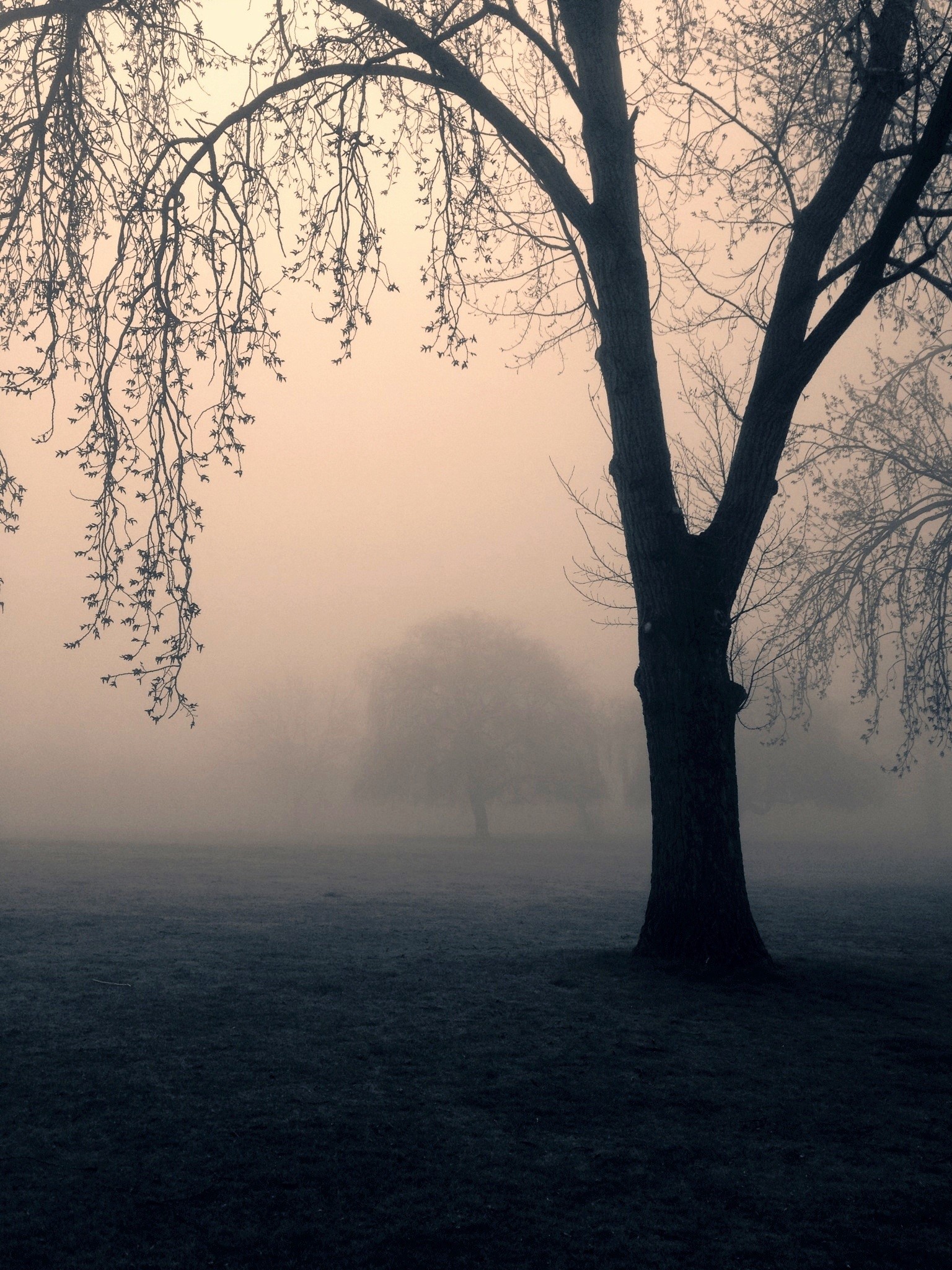 dark, hazy, woods, land, branch, eerie, tranquil scene, solitude, scenics - nature, bare tree, sky, no people, trees, non-urban scene, night, landscape, Phone HD Wallpaper