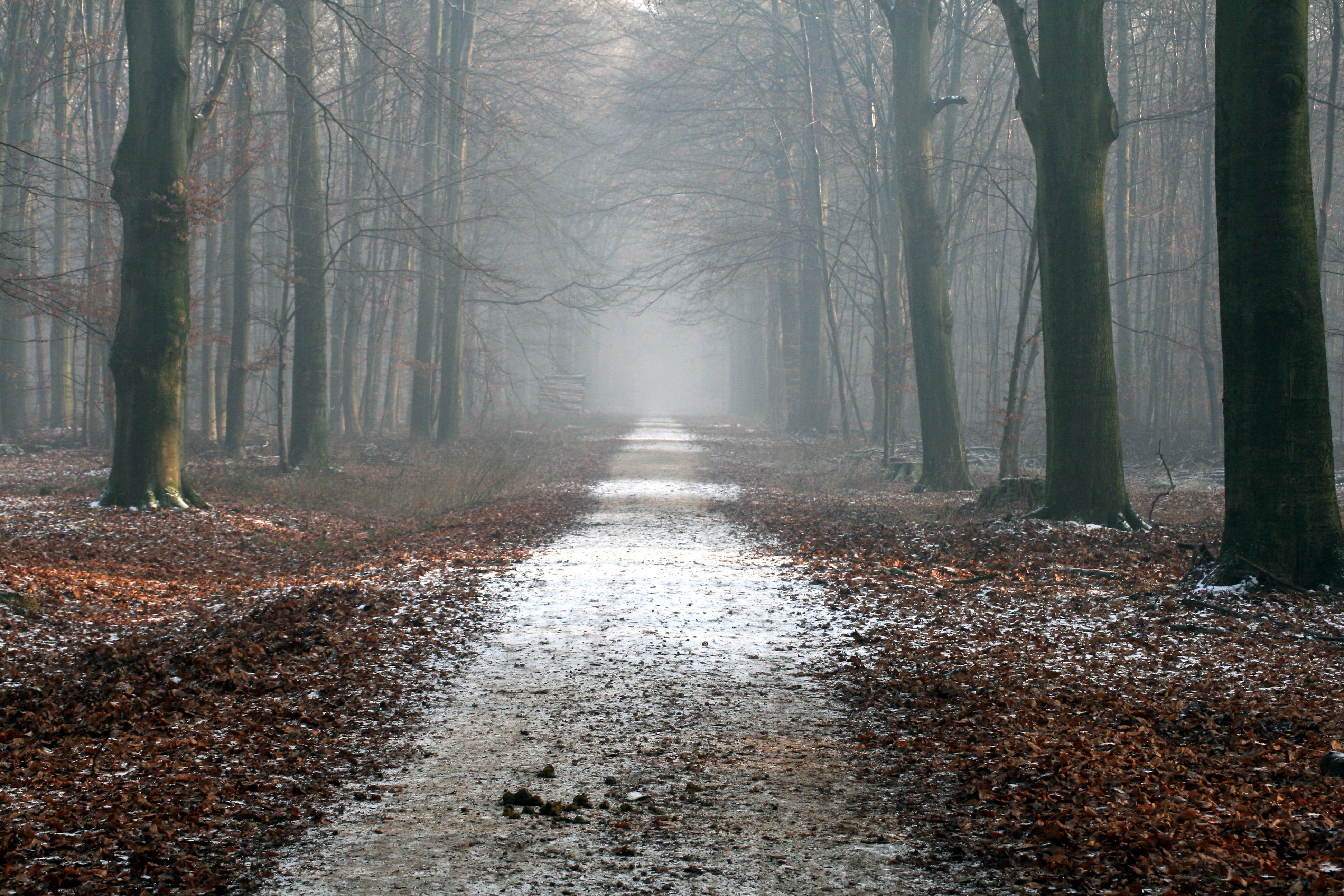 plant part, murky, forest, woods, mystical, tree, autumn, hazy, the way forward, eerie, fall, road, fog, 4K, quiet, beauty in nature, trees, land, scary, HD Wallpaper