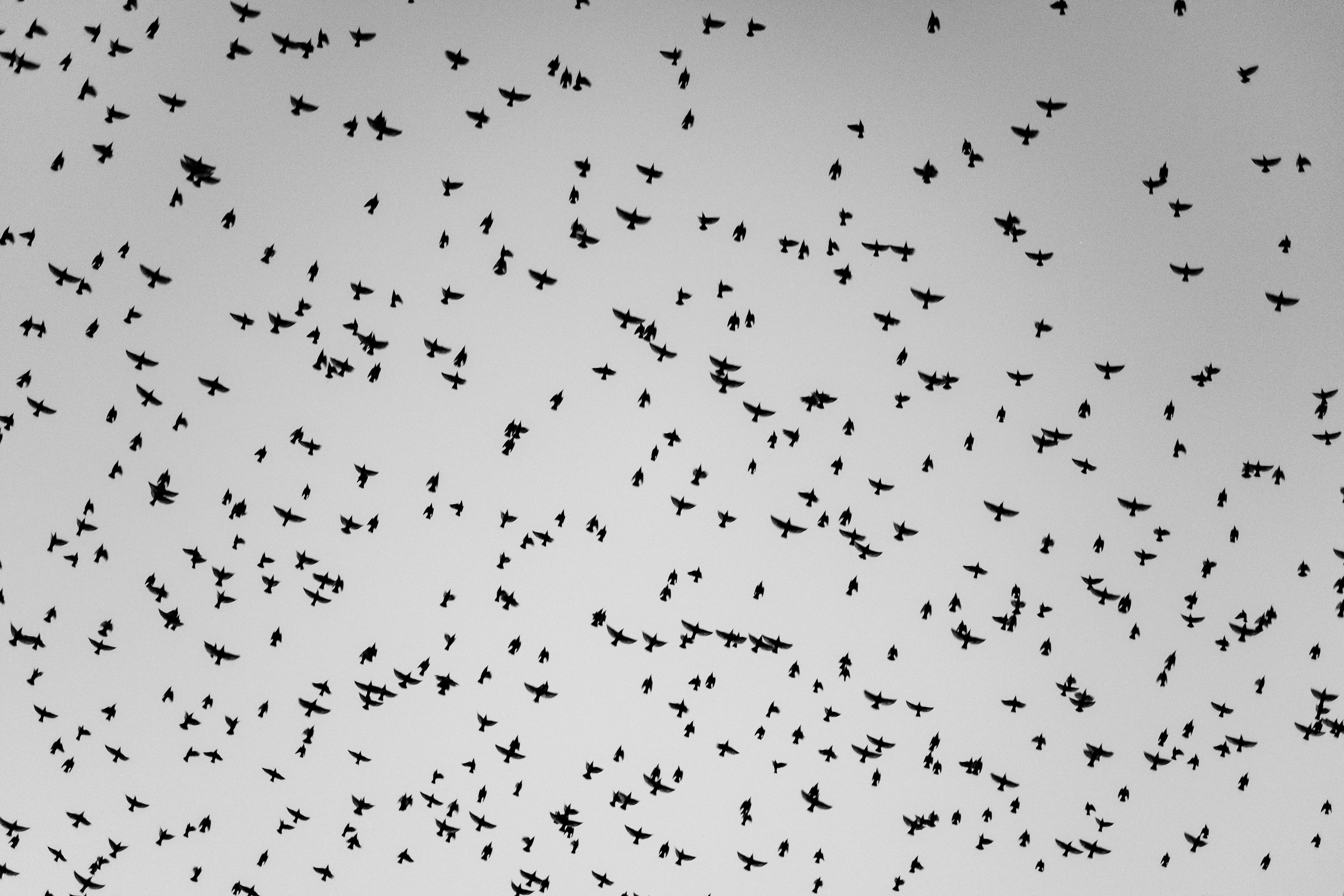 black and white, looking up, night, large Group Of Animals, animal, animals In The Wild, nature, flying, black Color, animal Wing, sky, dark, 5K, murmuration, HD Wallpaper