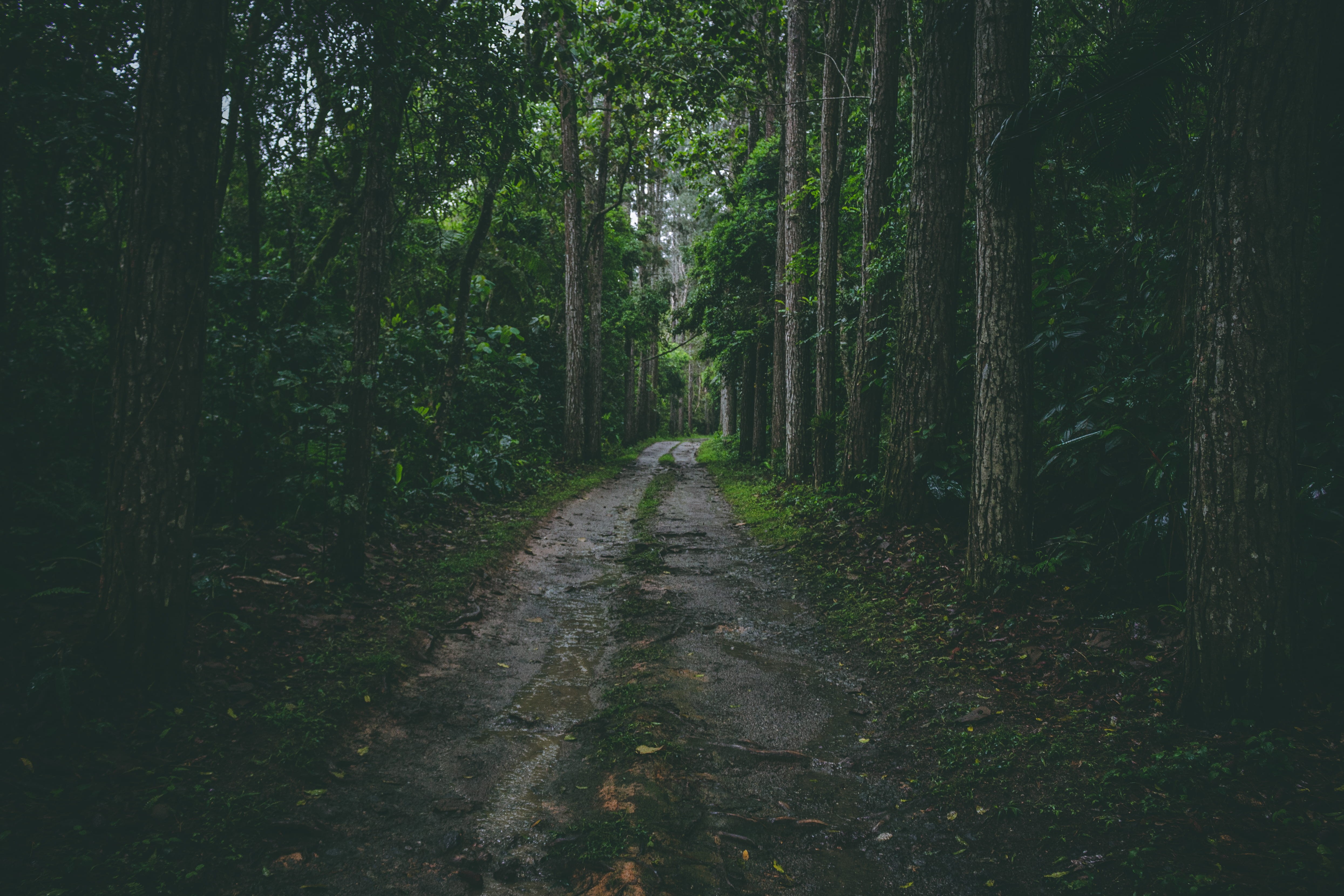 direction, alone, green, middle, meditation, the way forward, tranquility, trunk, tree, non-urban scene, quite time, outdoors, bamboo - plant, path, leaf, HD Wallpaper