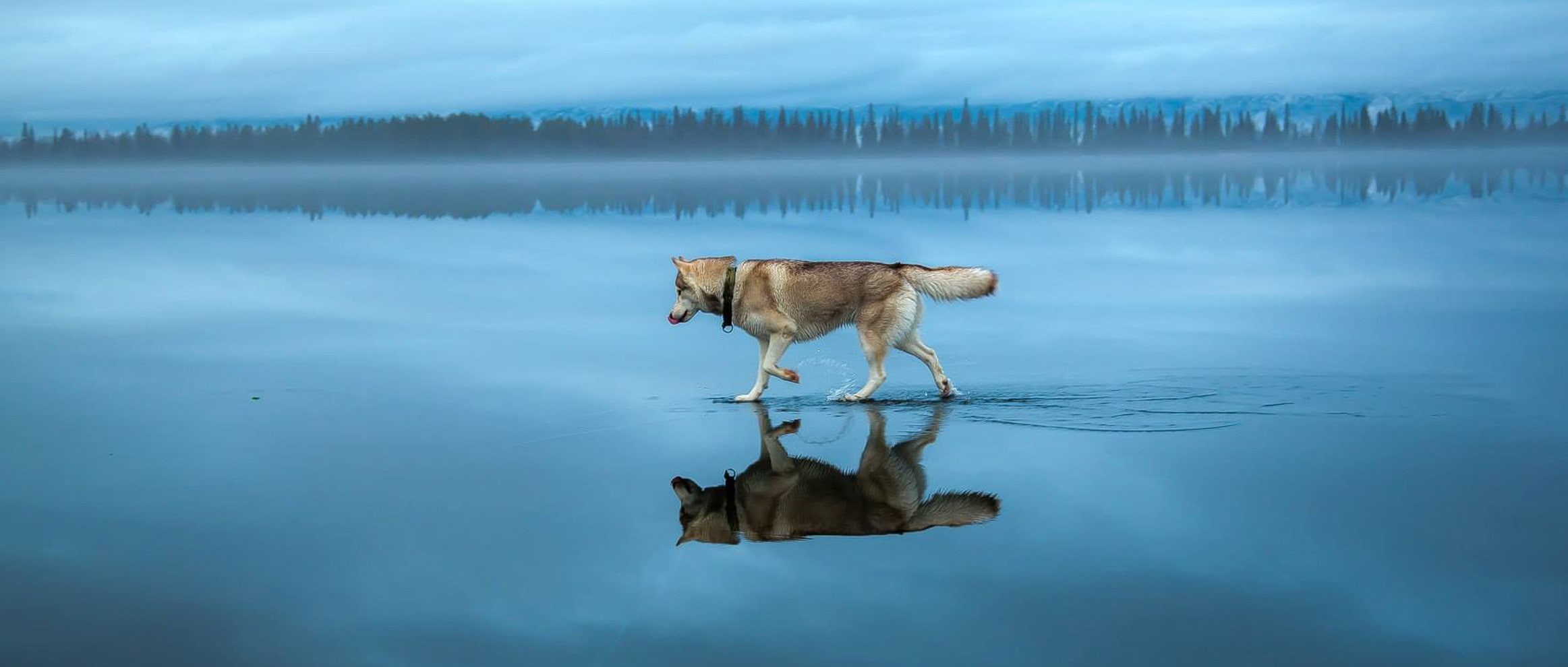 Siberian Husky, landscape, tranquility, water, day, beauty in nature, dog, animals, lake, winter, reflection, no people, domestic animals, waterfront, snow, HD Wallpaper