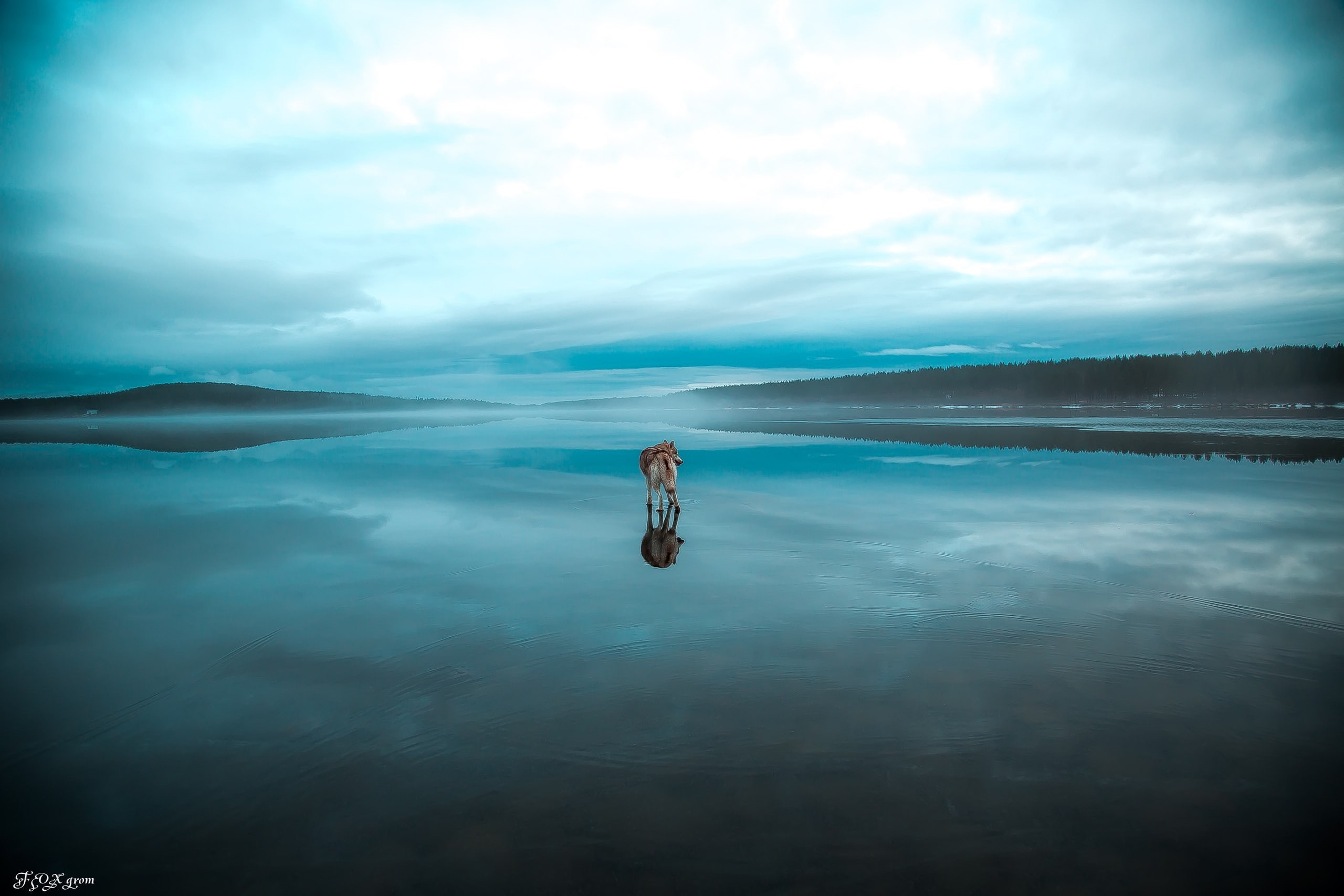trees, animals, winter, Siberian Husky, landscape, frozen lake, snow, lake, 2K, dog, HD Wallpaper