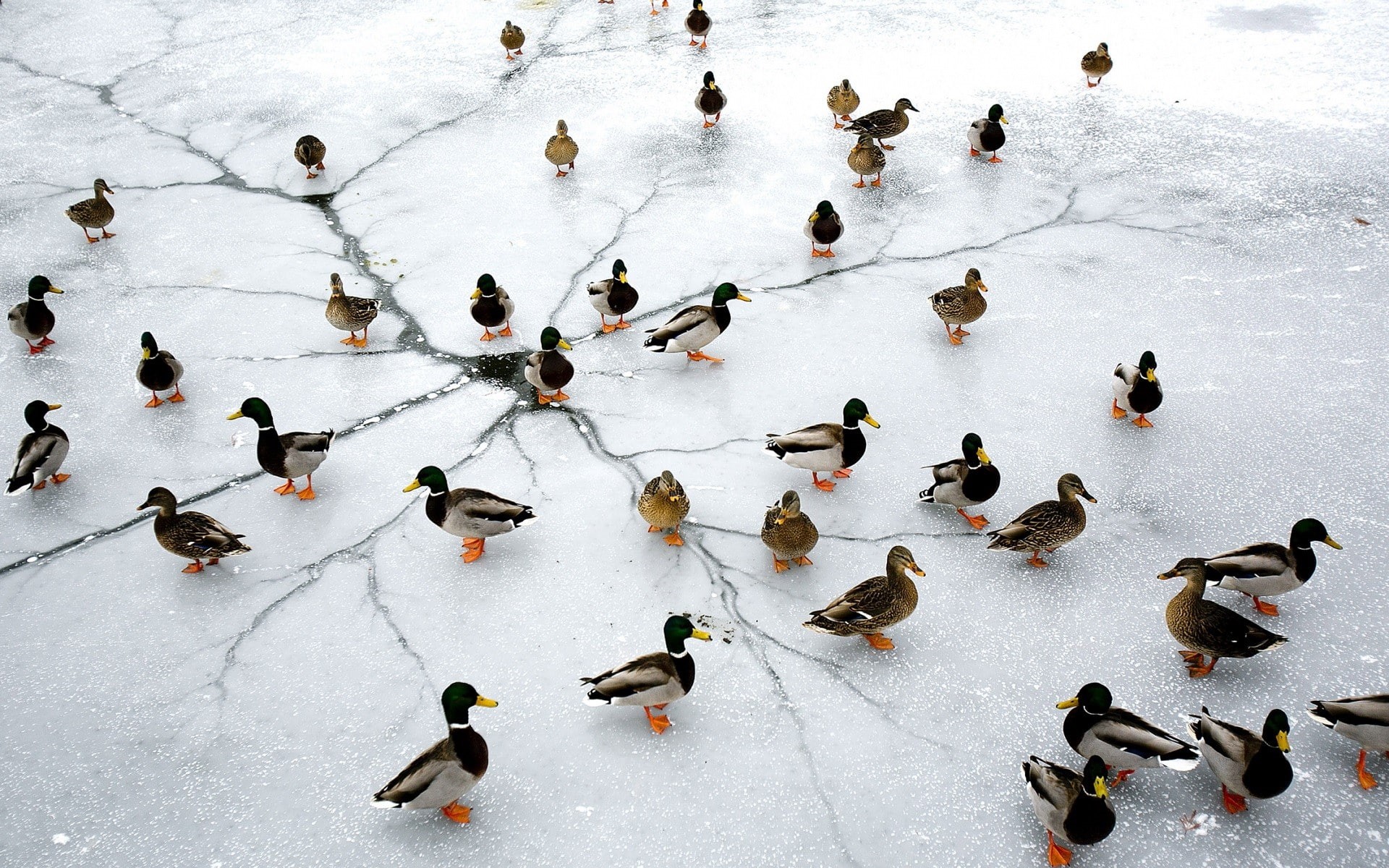 animal wildlife, group of people, ice, large group of animals, animals, animal themes, snow, day, outdoors, high angle view, nature, crowd, duck, frozen lake, HD Wallpaper
