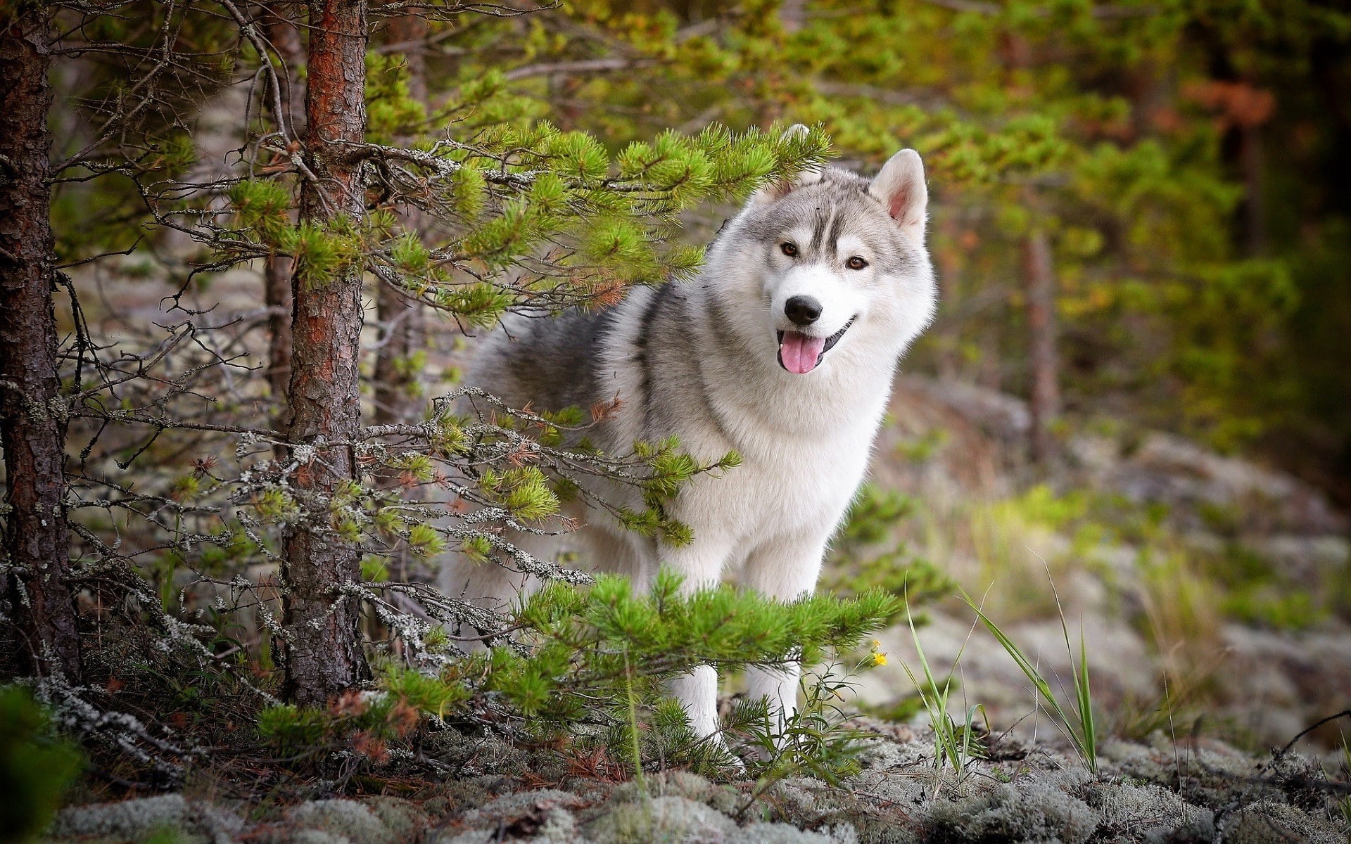 Siberian Husky, dog, 1080P, HD Wallpaper