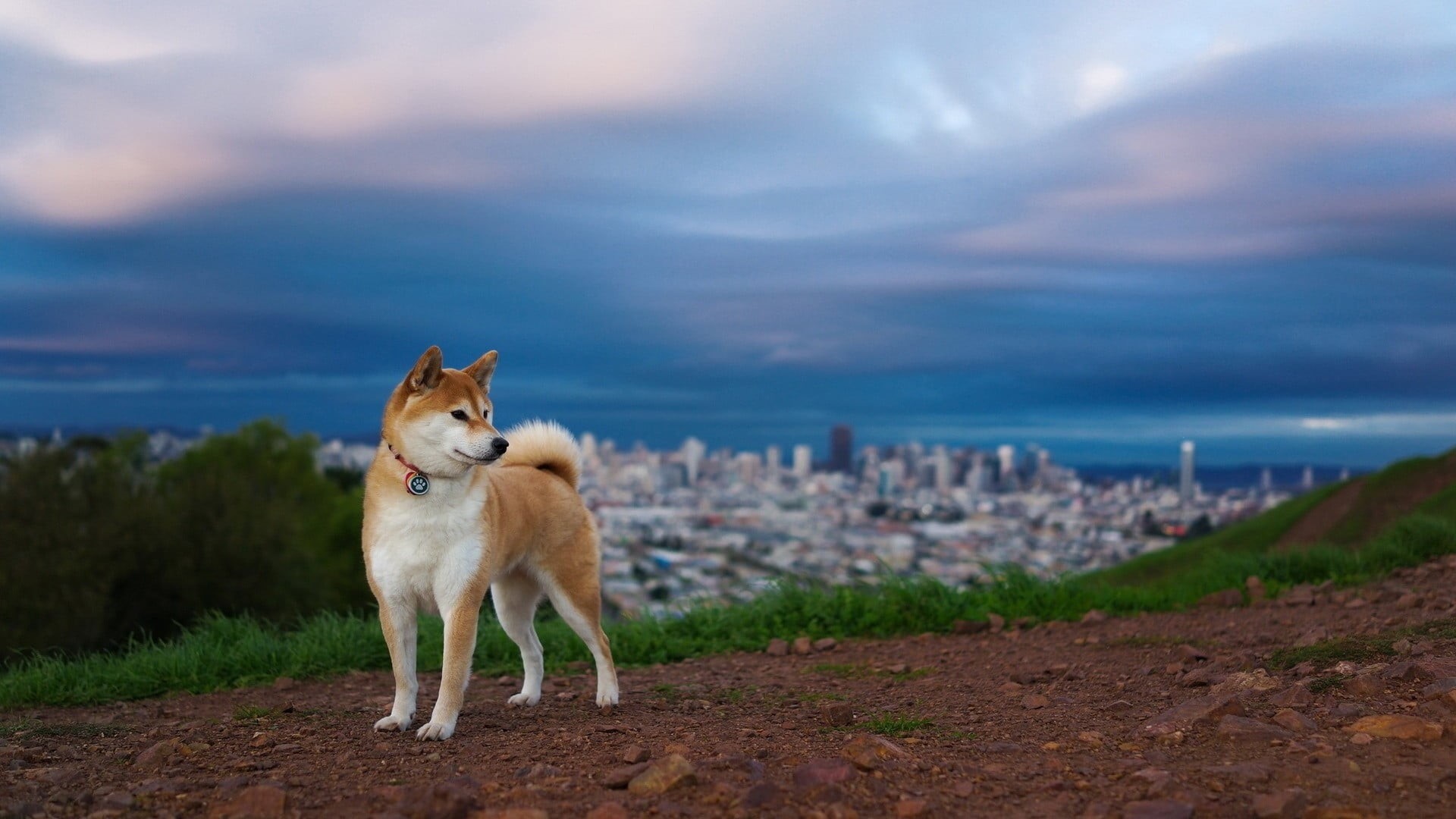 husky, building, mammal, white, outdoors, dog, tan, no people, building exterior, Shiba Inu, architecture, pets, domestic animals, built structure, cityscape, HD Wallpaper